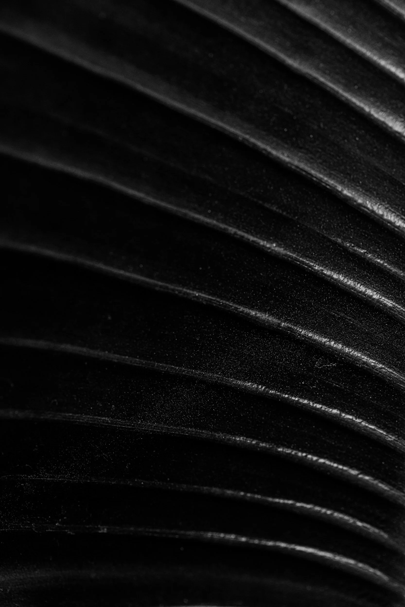 Botanicals4--36.jpg
