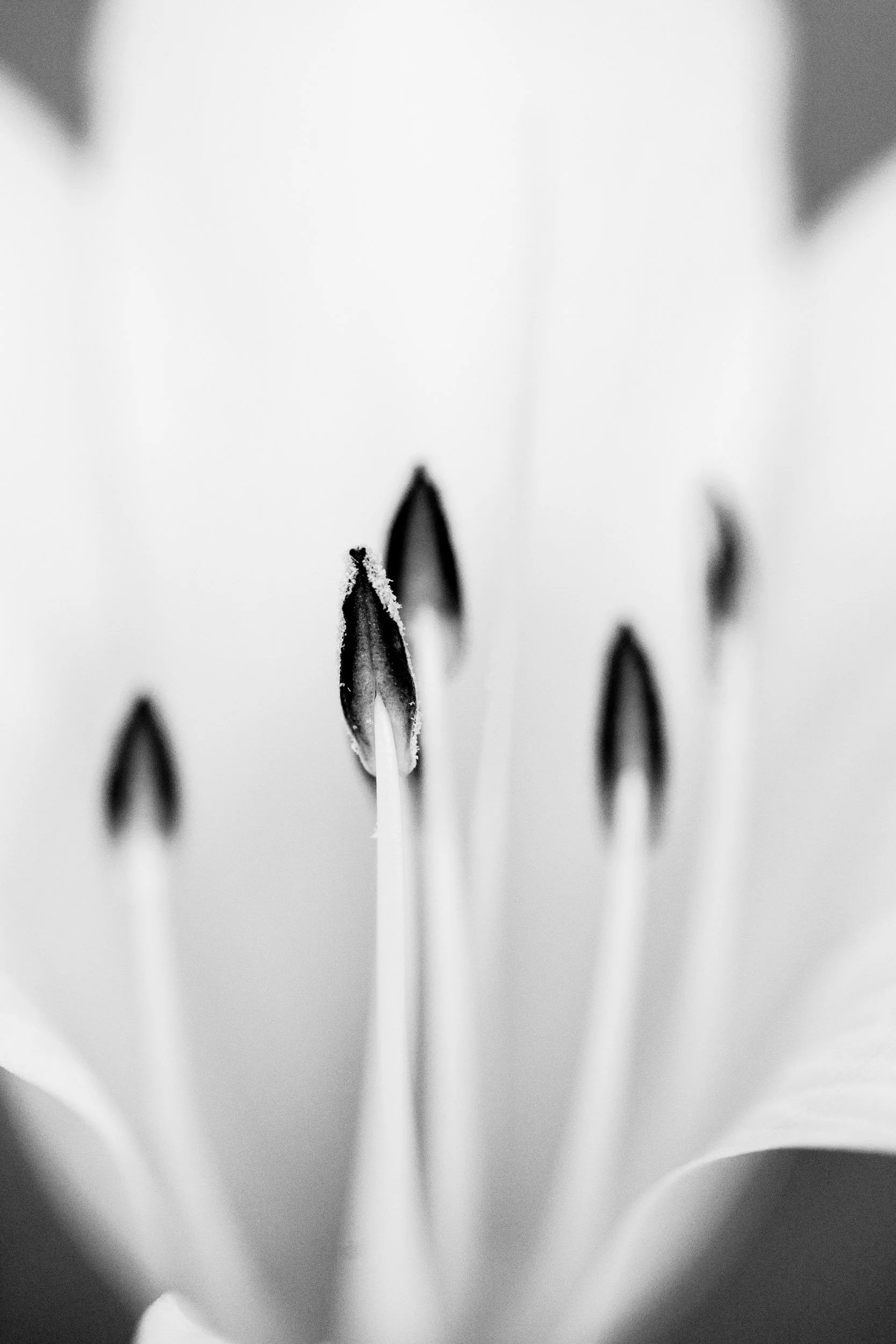 Botanicals2-2856.jpg