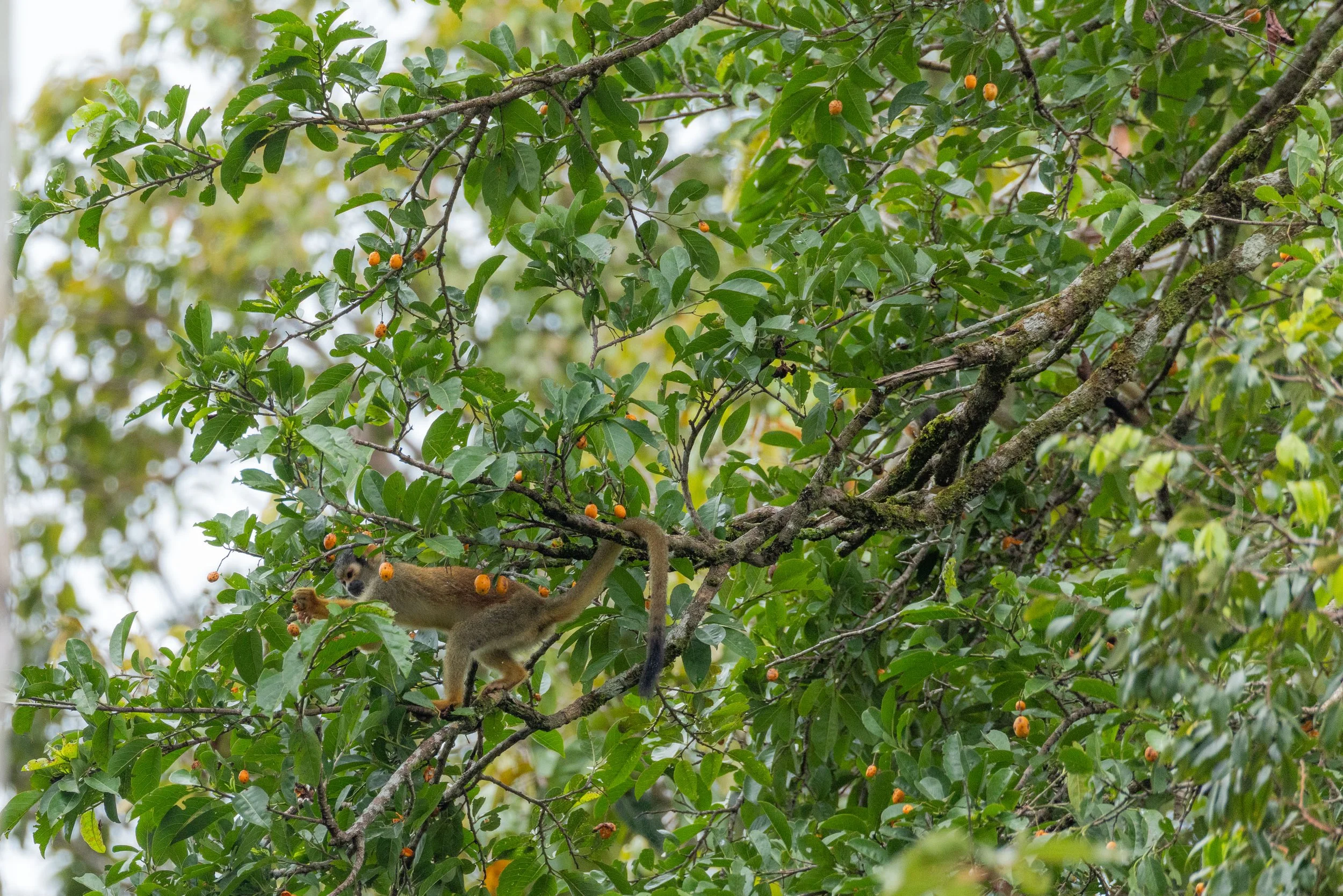 Birds-7964.jpg