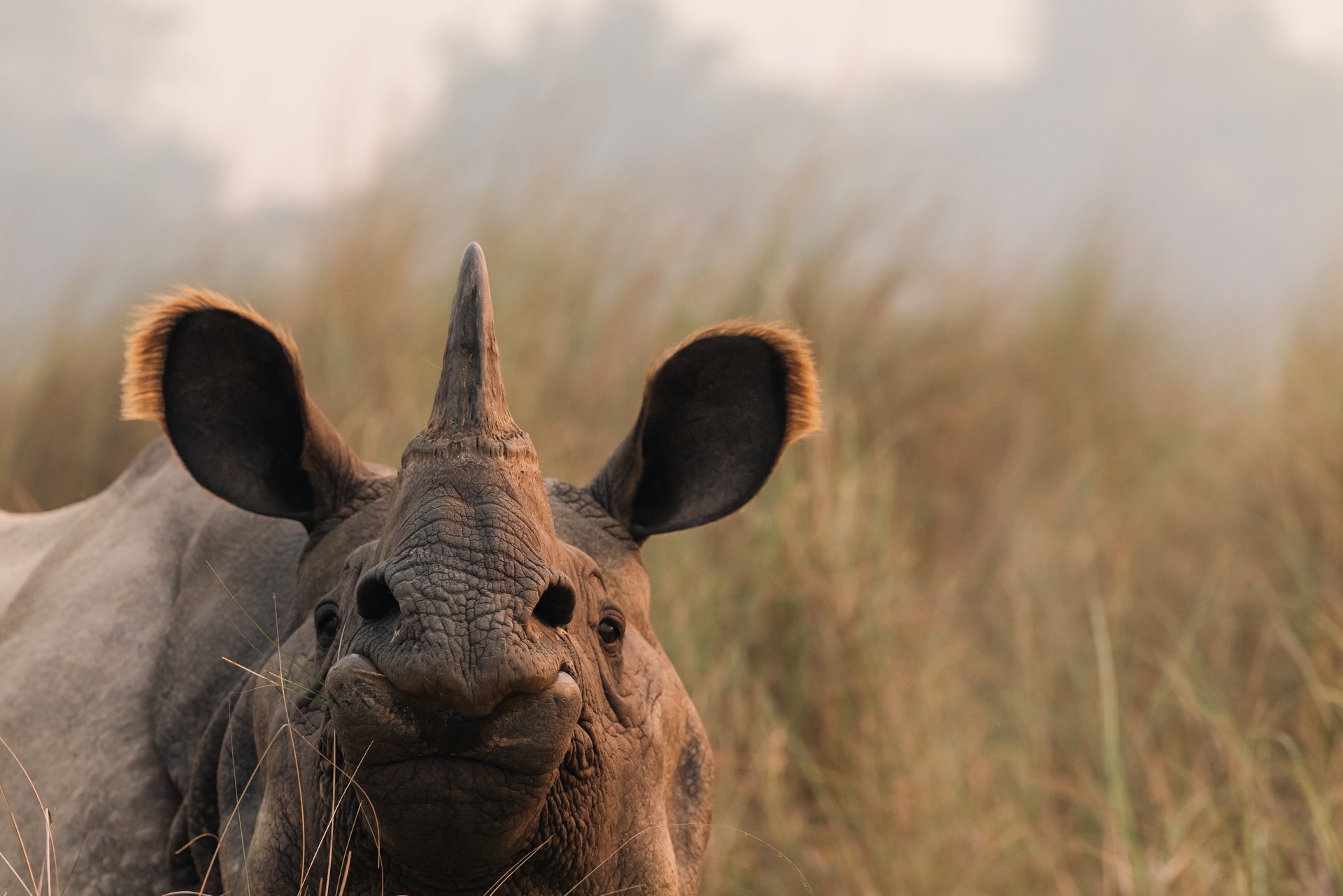 _M5A9355-Wildlife Photographer of Year - JPG.jpg