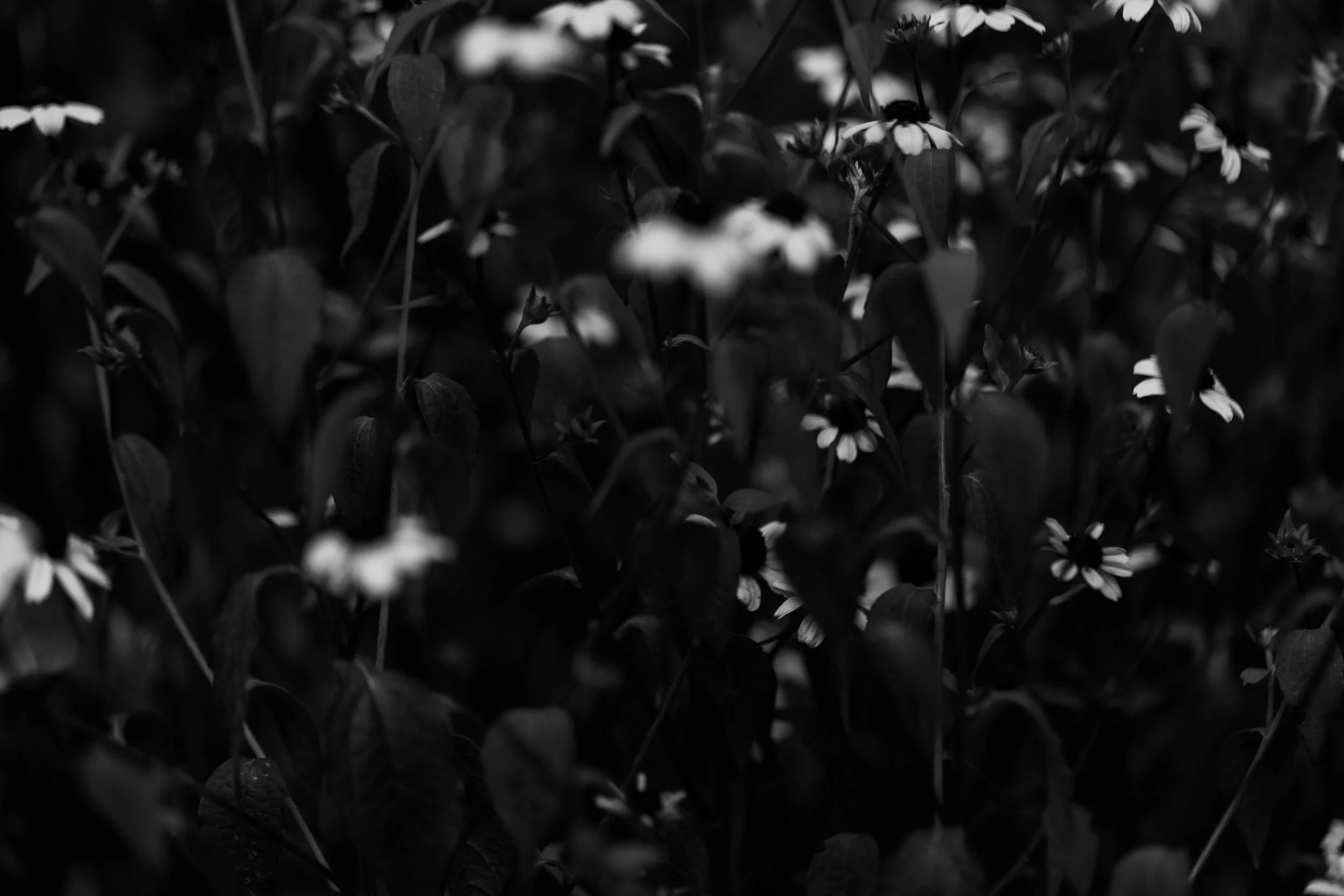 Botanicals 8-1389.jpg