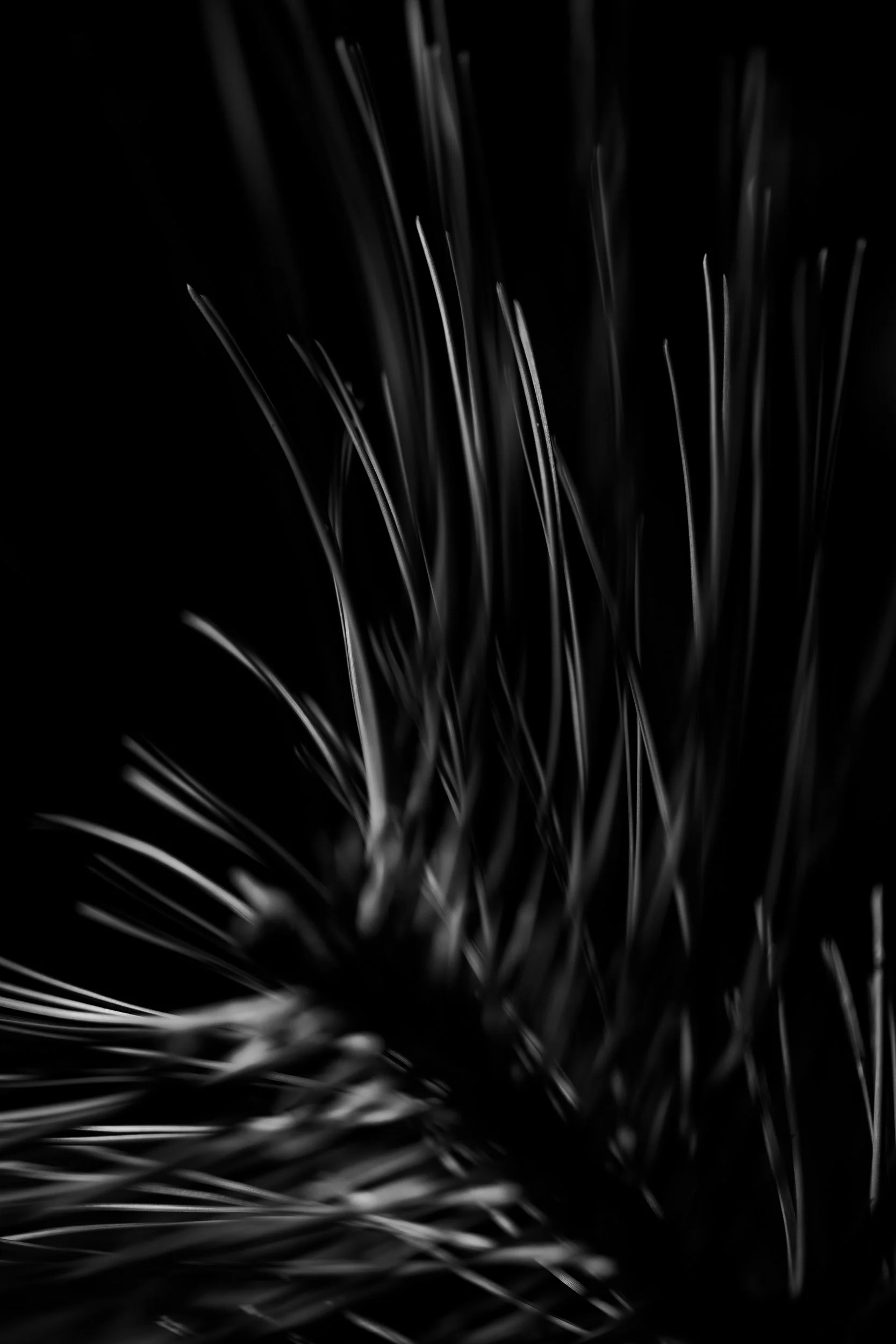 Botanicals 8-1290.jpg