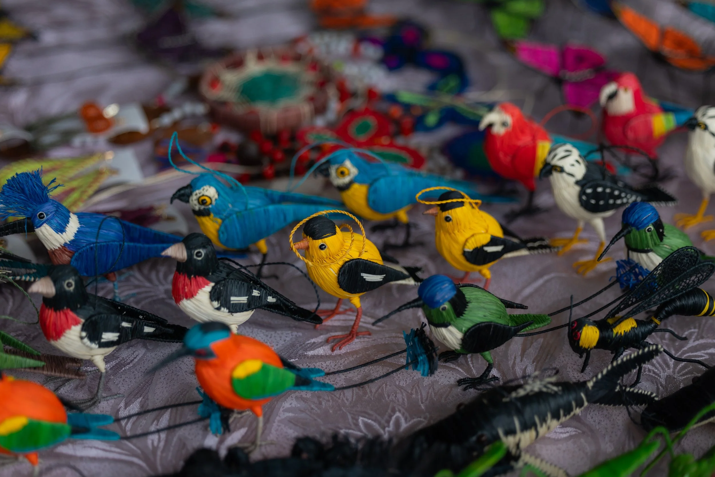 Birds-1523.jpg