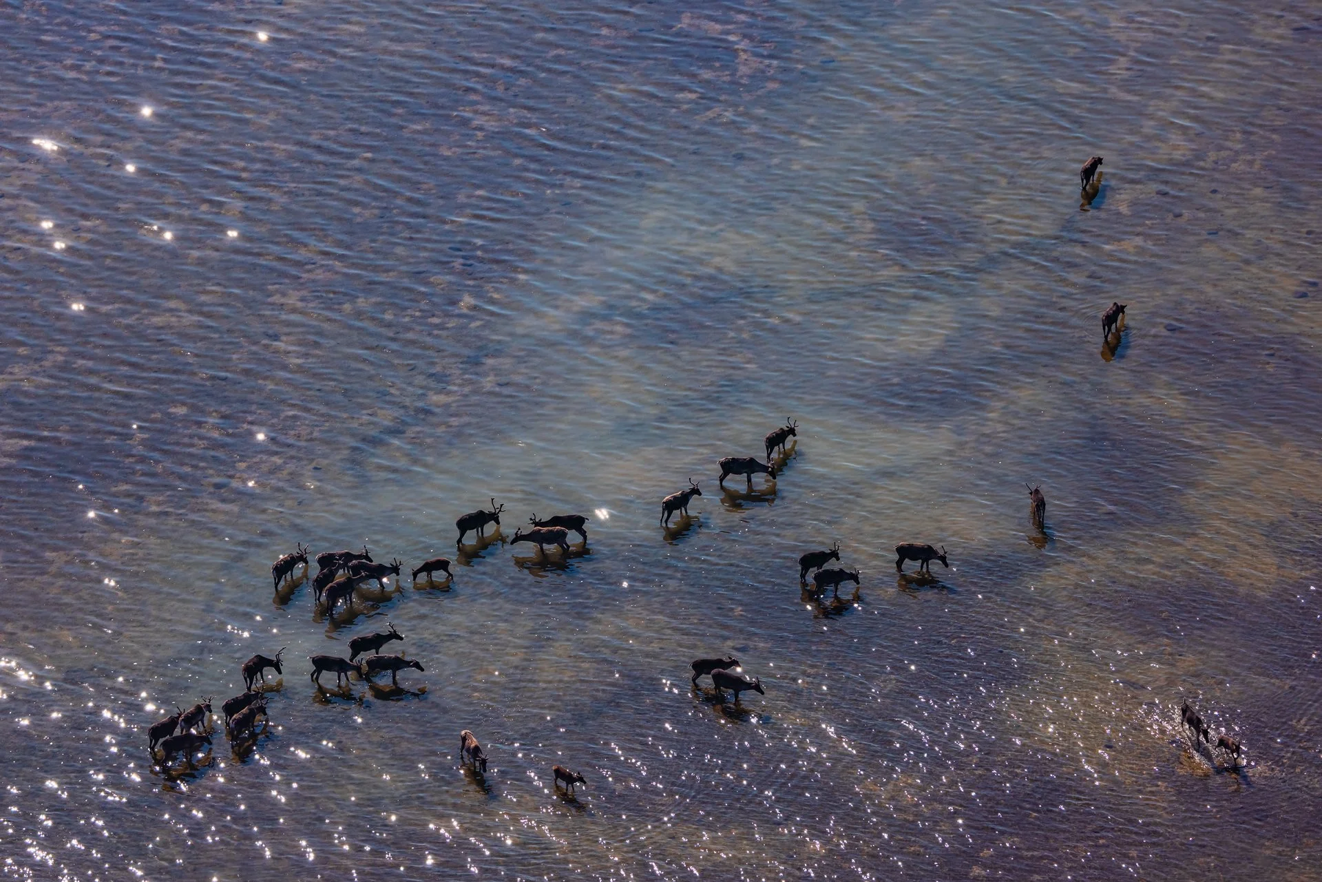 _ILM6883-Wildlife Photographer of Year - JPG.jpg