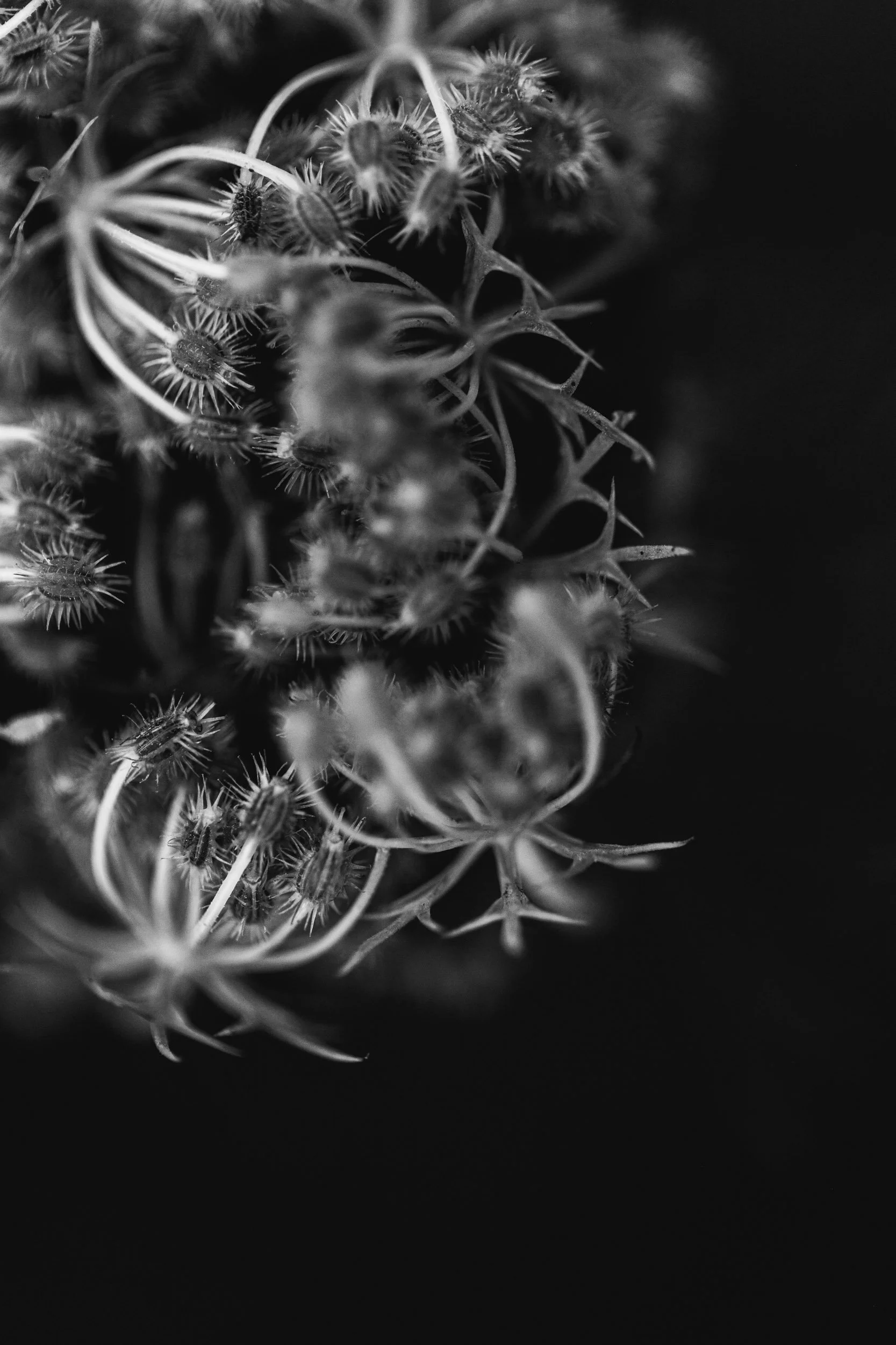 Botanicals 8-1471.jpg