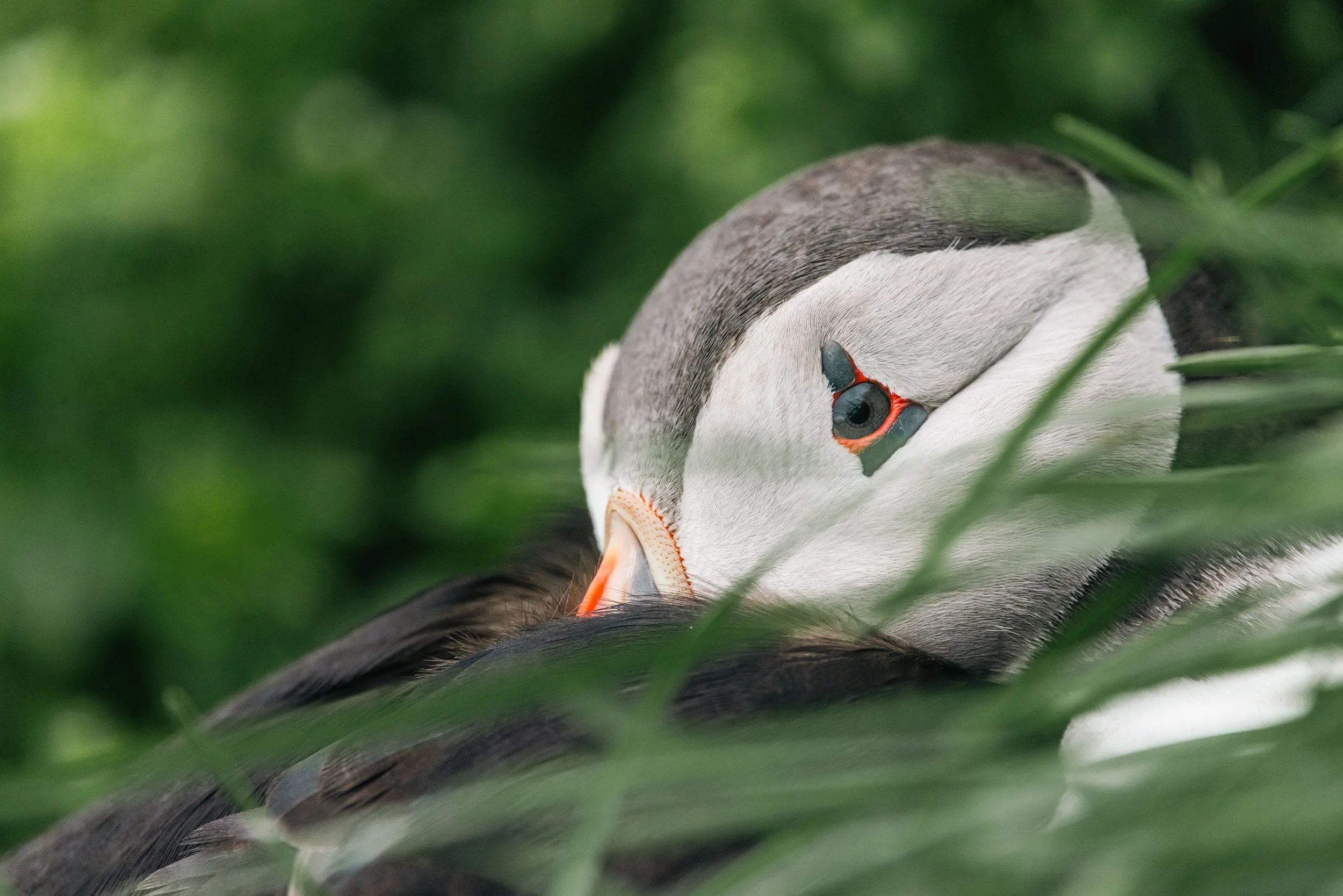Puffin Story