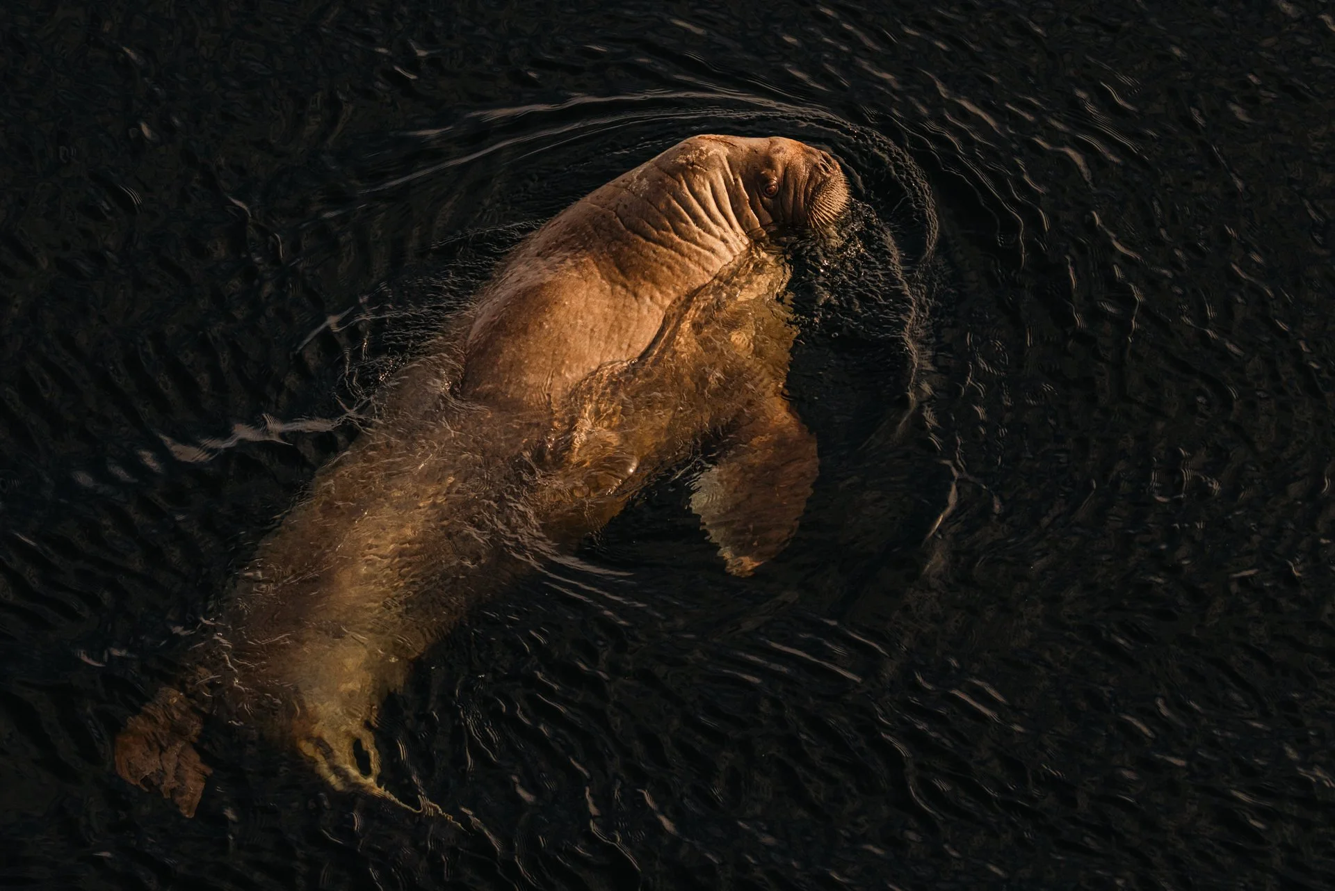 _M5A3263-Wildlife Photographer of Year - JPG.jpg