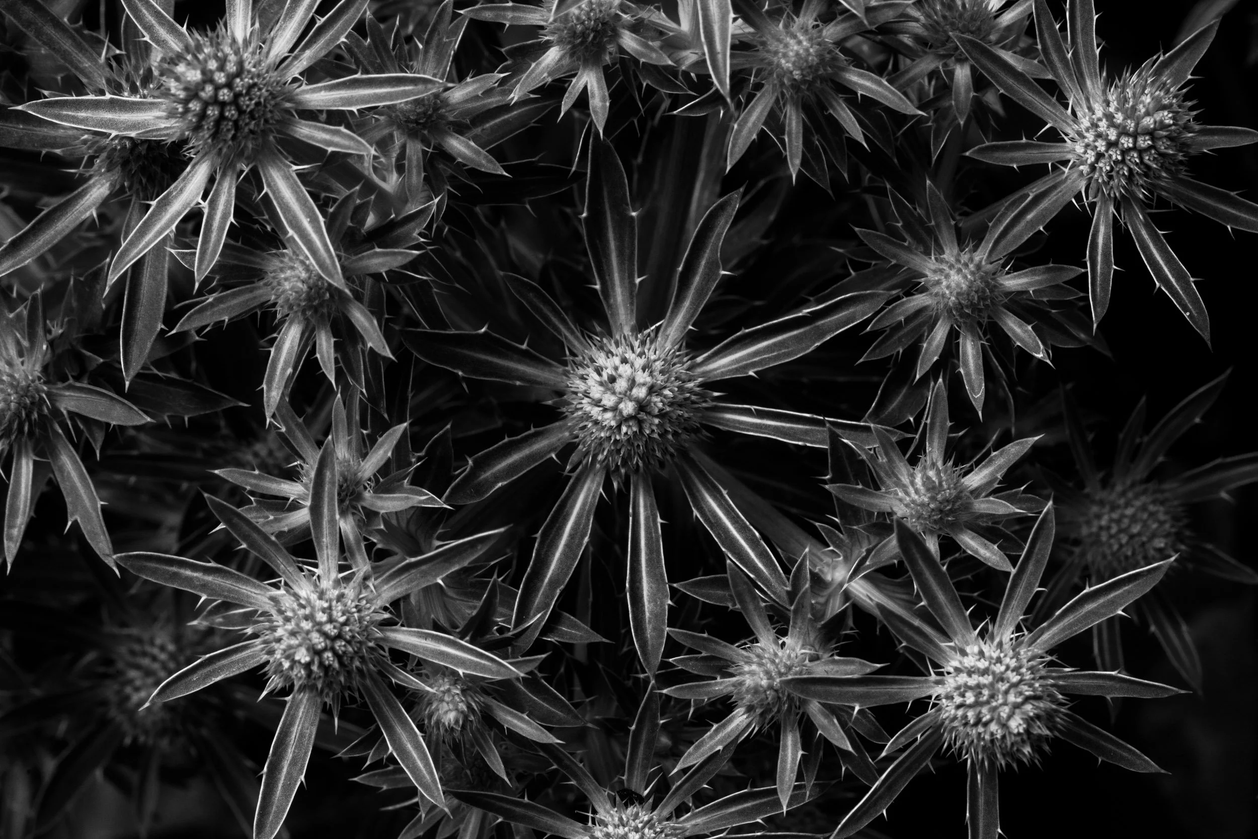 Botanicals7-0626.jpg