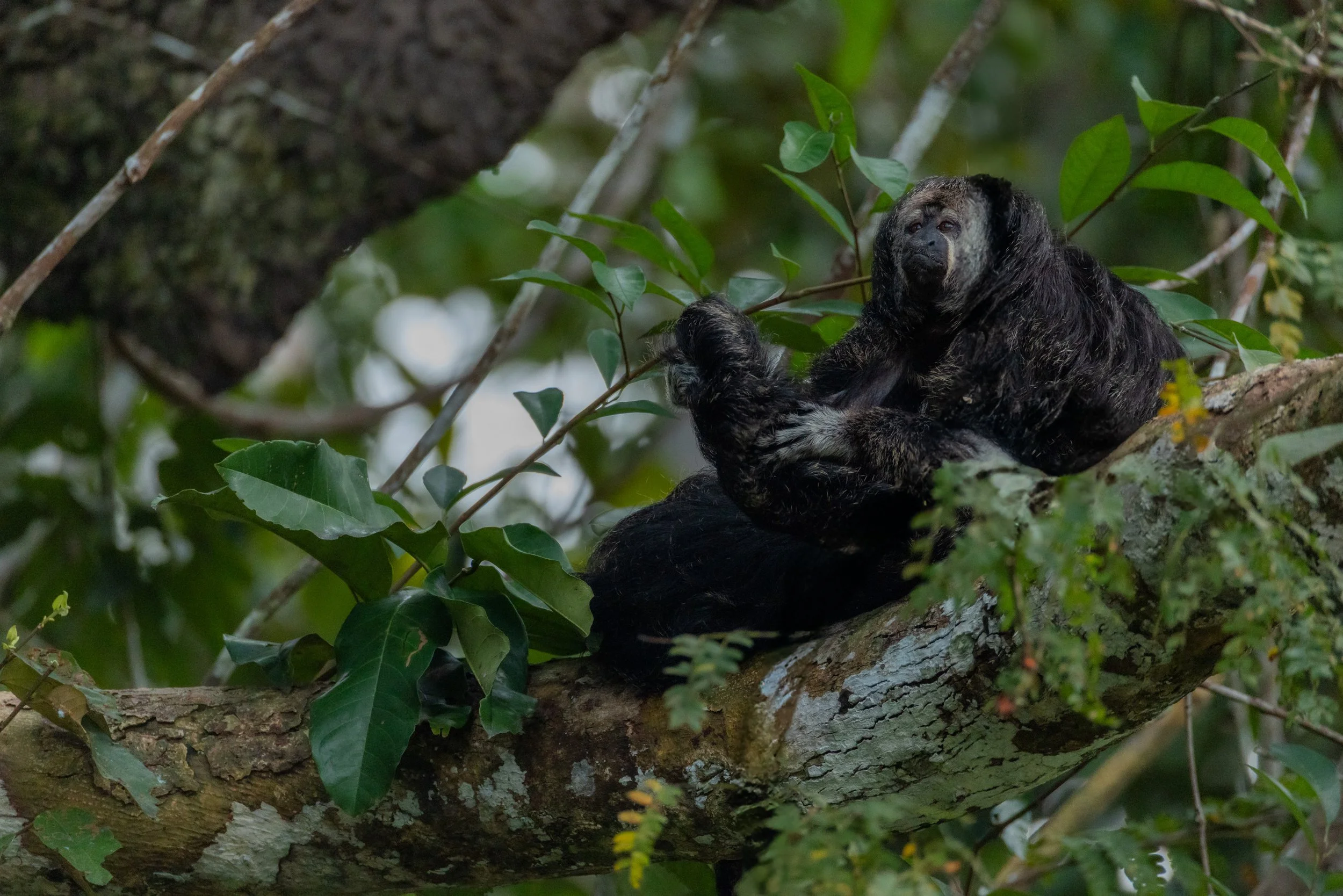 Birds-5999.jpg