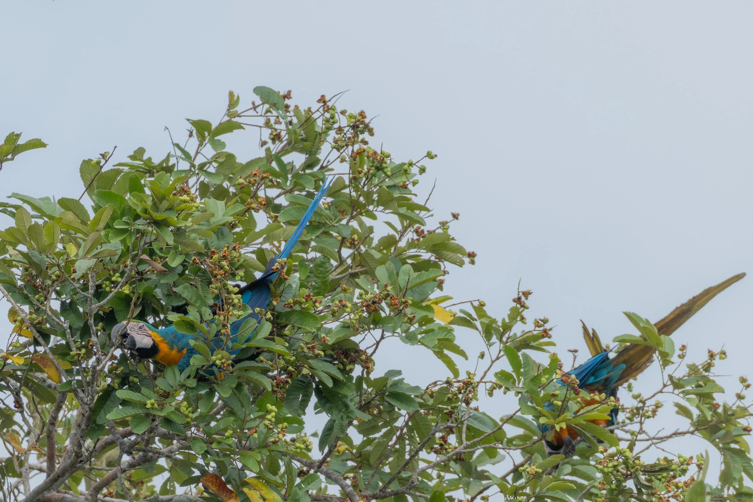 Birds-8846 - Copy.jpg