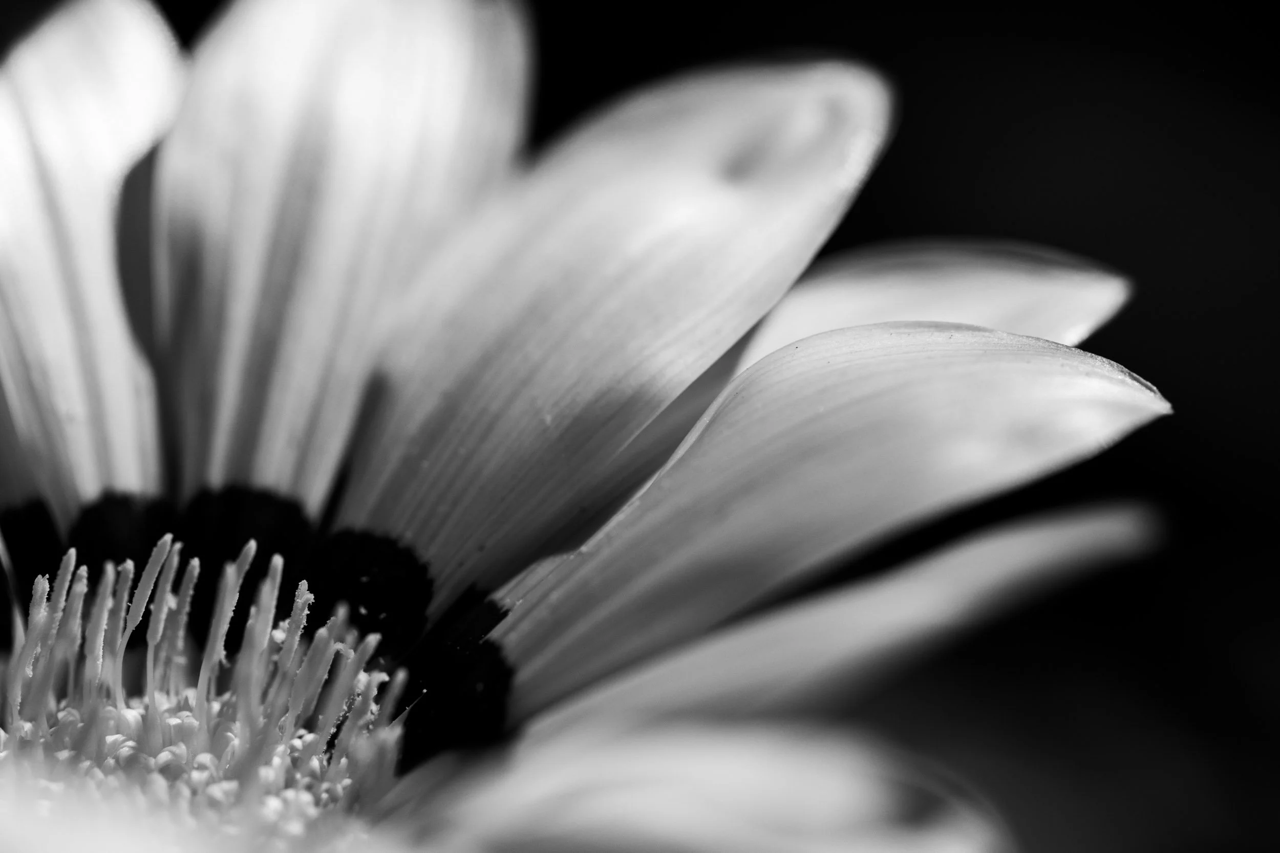Botanicals9-0984.jpg