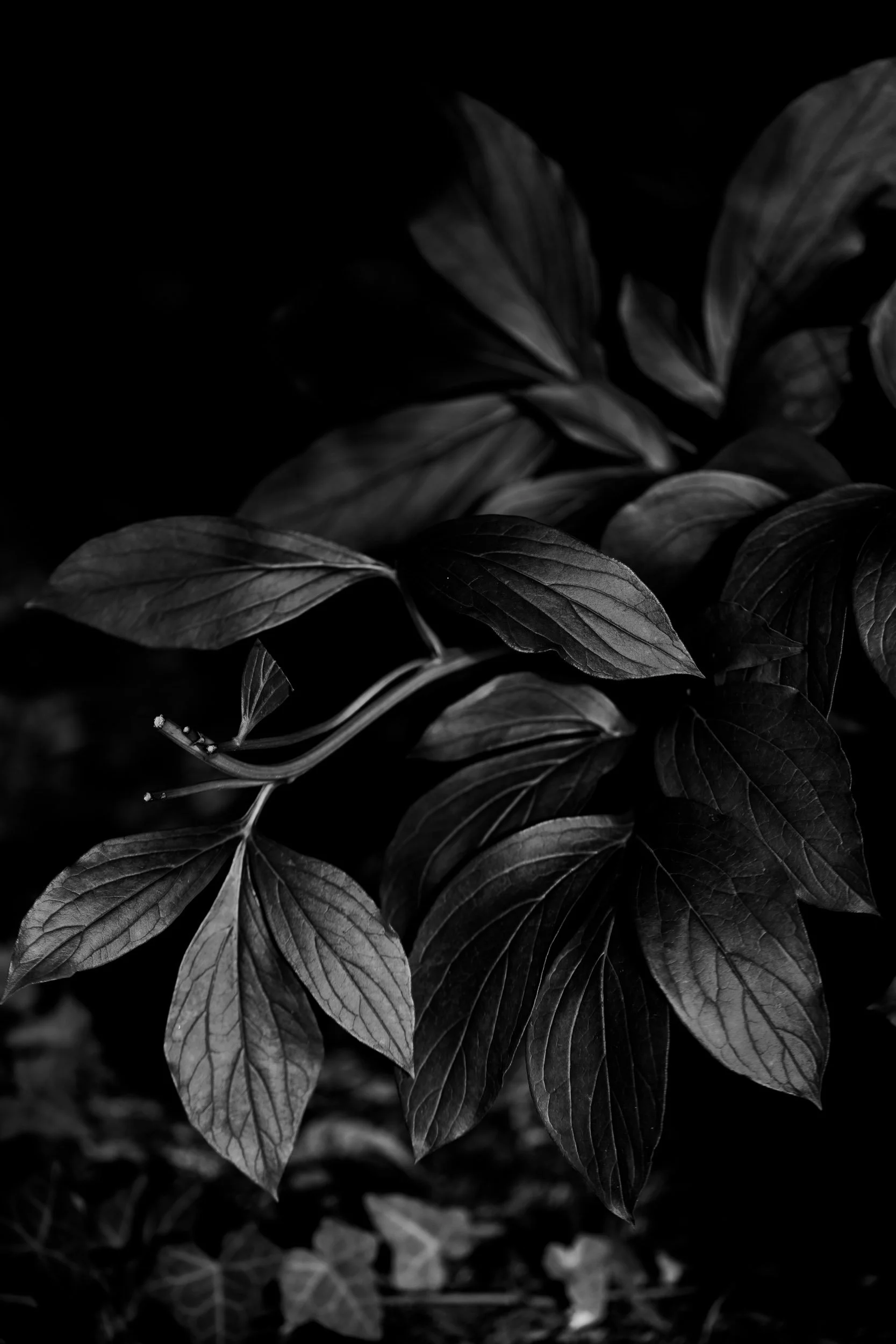 Botanicals1-0191.jpg