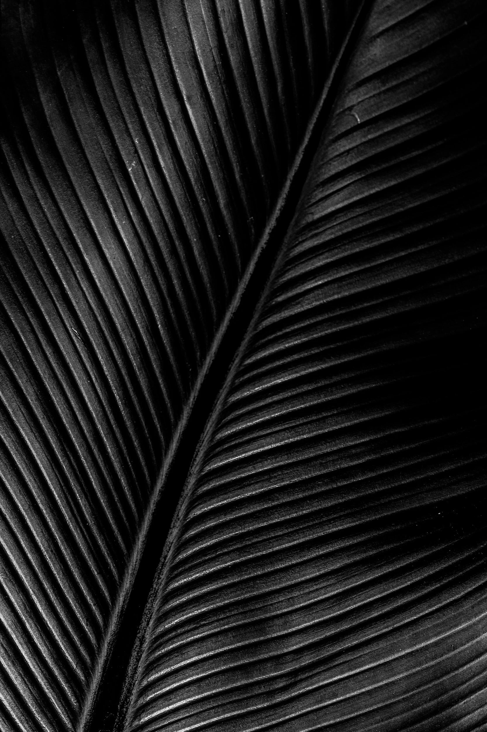 Botanicals4--16.jpg