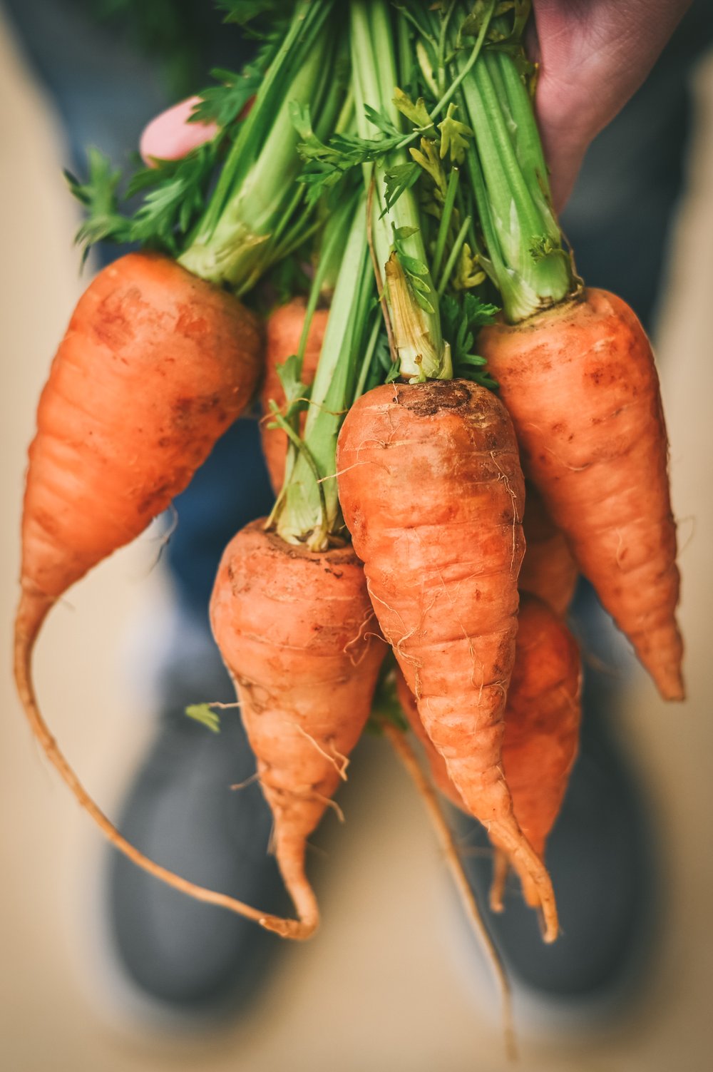 fast fall crop baby Carrots In Austin by Jennifer Nesbit Holt copy.jpg