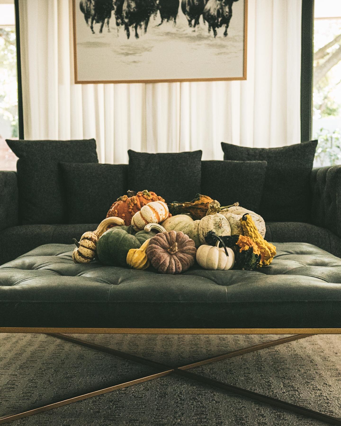 The Great Livingroom Pumpkin Patch!  Heehee. 

#fallgarden #centraltexasgarden #pumpkinlove #fallphotography🍂🍁 #halloweendecor #falldecor