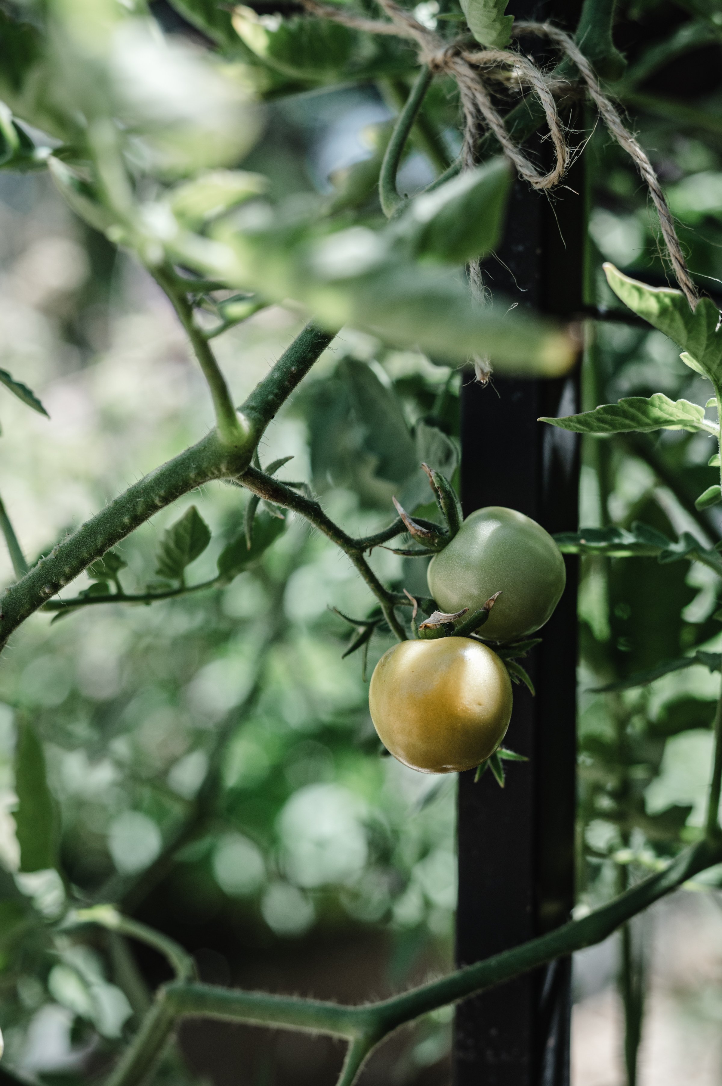How To Grow And Care For Cherry Tomatoes