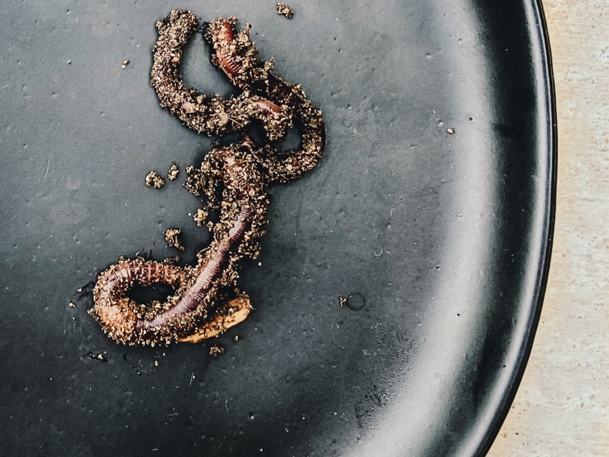 European Nightcrawlers: Benefits of Earthworms in the Garden — The