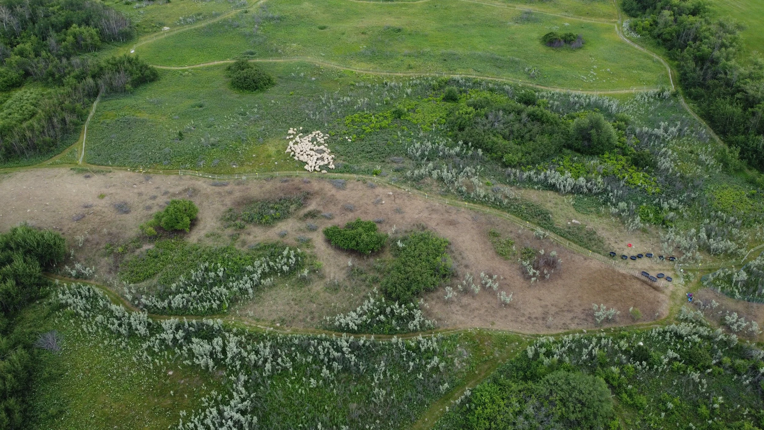 Architects of the Patchwork: How Fire and Wildlife Sculpt Healthy Prairies&nbsp;
