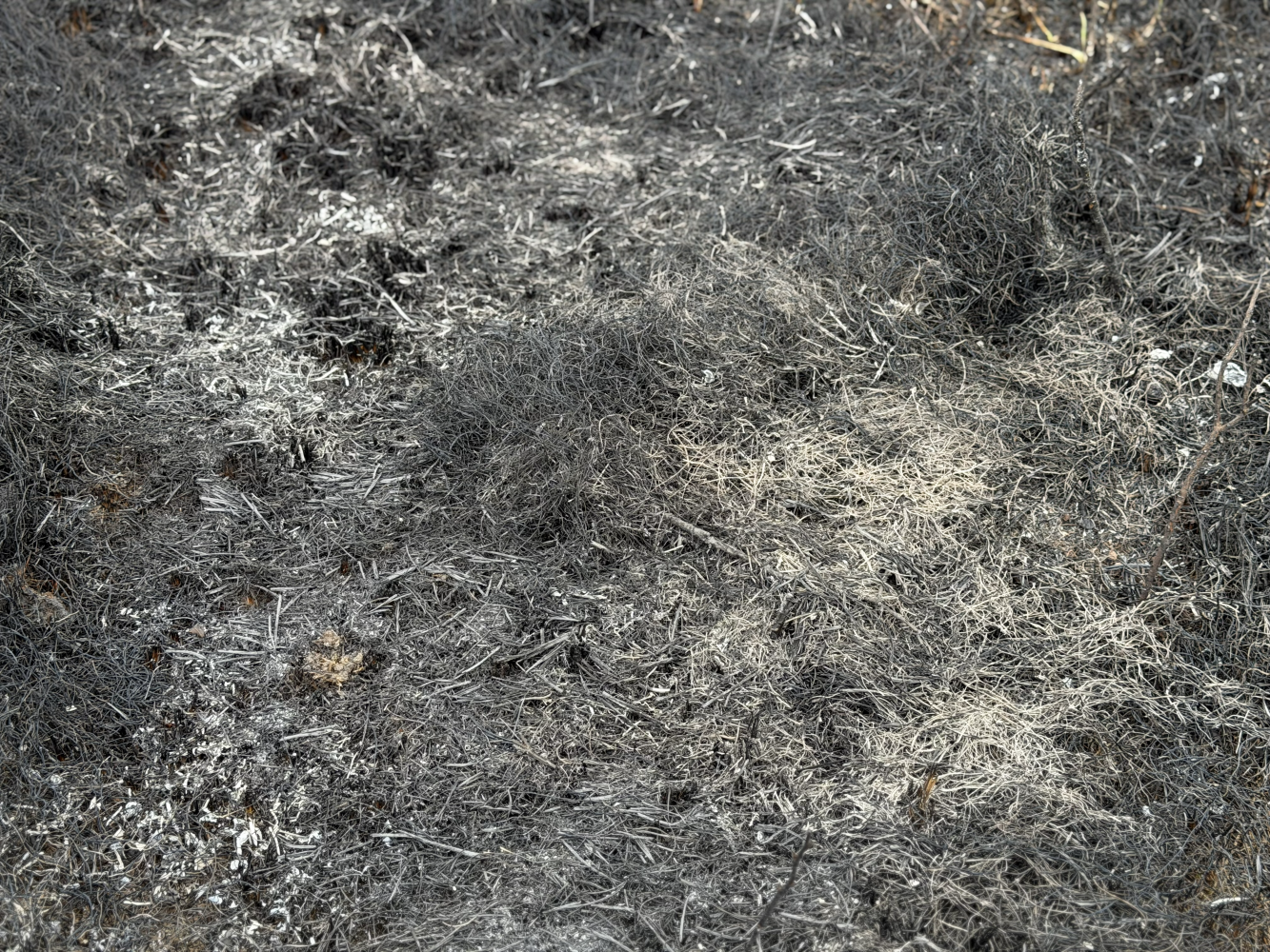 Two Terms, One Prairie Fire: What’s the Difference Between Pyric Herbivory and Patch-Burn Grazing?&nbsp;