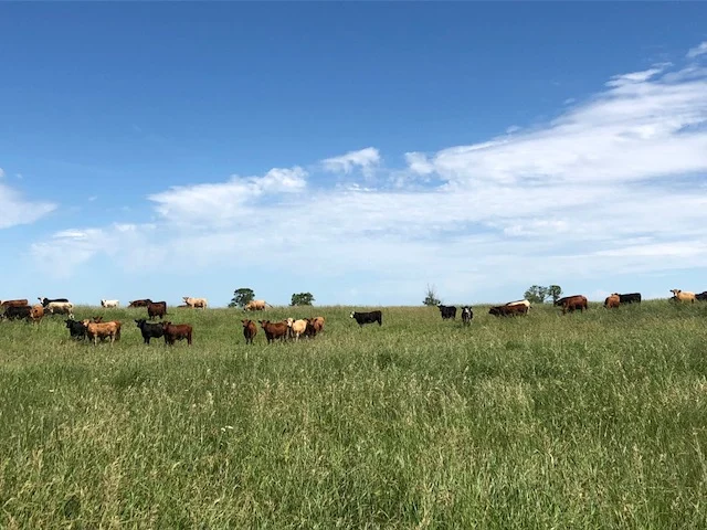 Working With Fire: How Patch-Burn Grazing Delivers Value for Rangelands and Ranchers&nbsp;