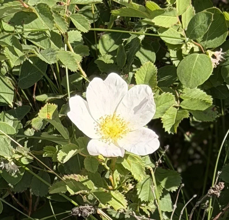 Pyric Diversity: How Prescribed Fires and Grassland Wildflowers Fuel Our Food Supply&nbsp;