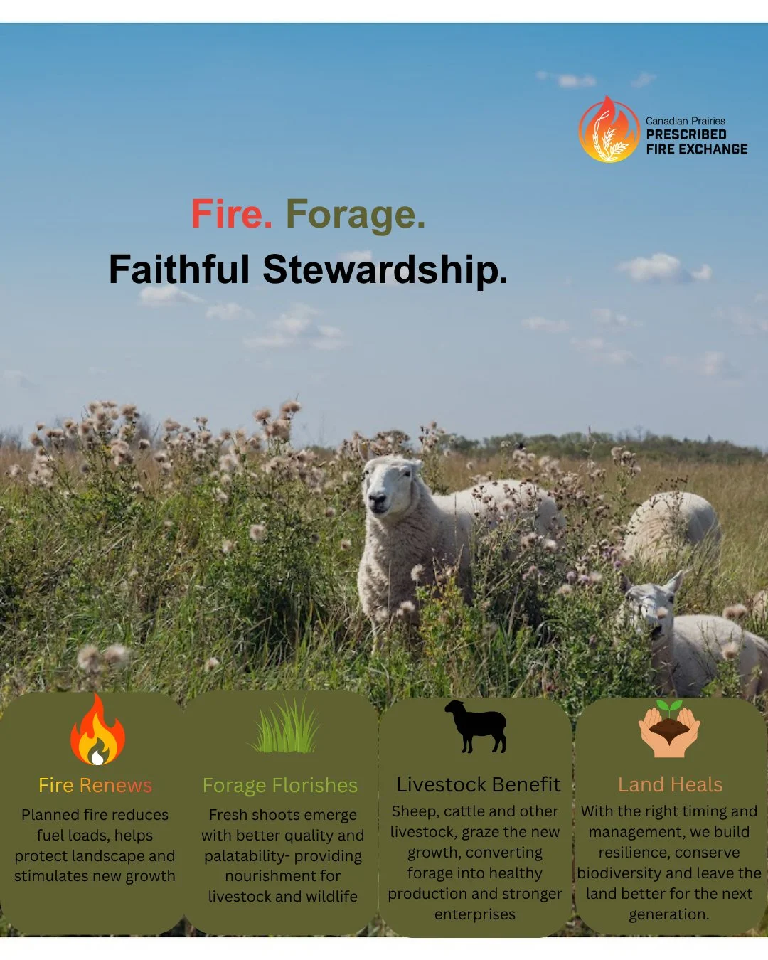 Fire. Forage. Stewardship