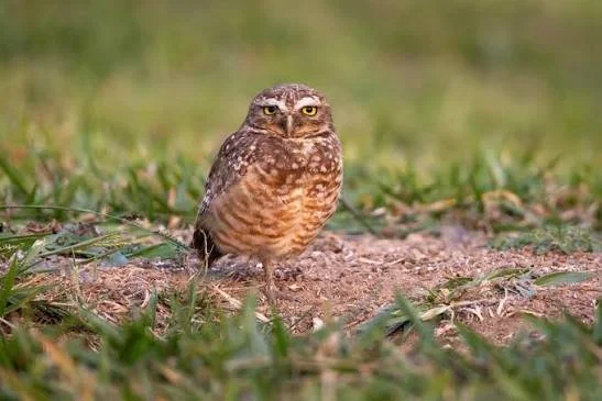 Burrowing owl, native to the prairies