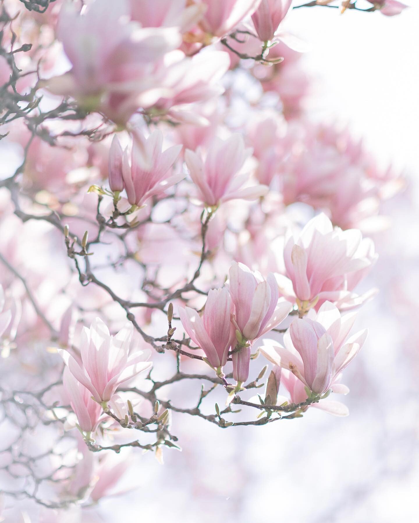 PRE-REGISTER: SPRING (family &amp; animal) MINI SESSIONS 🌸

The buds are finally just beginning to open, the warm temperatures are back and the sun in shining - Spring is officially here! 

With buds come blooms, and we are right around the corner f