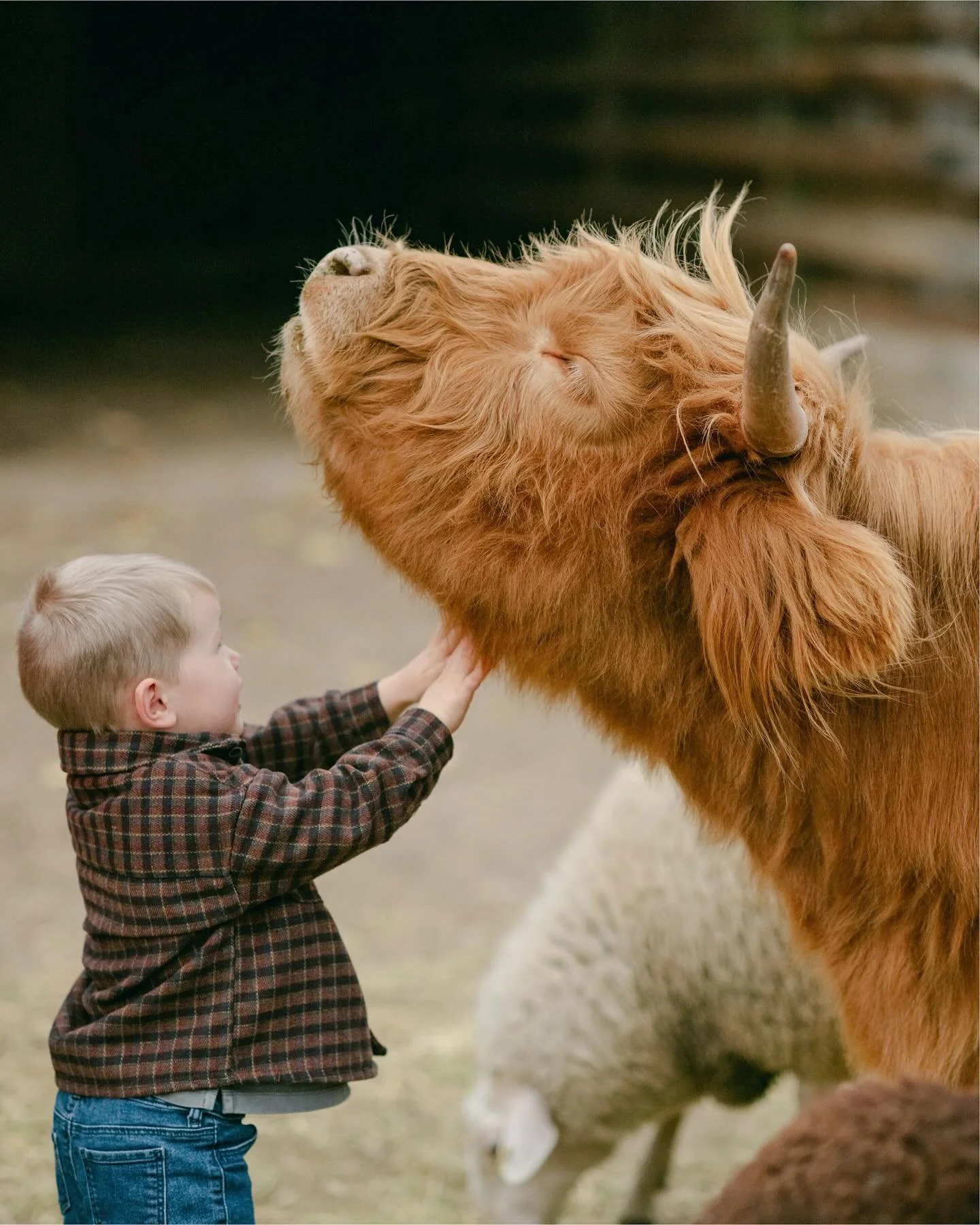 Sadly, nothing has MOO&rsquo;d yet under the tree. Until then, looking back on all the laughter, snuggles and memories made on the Farm this Fall together. 

#Farm #FarmPhotography #Farmtographer #FamilyPhotographer #FamilySession #FamilyPhotography 