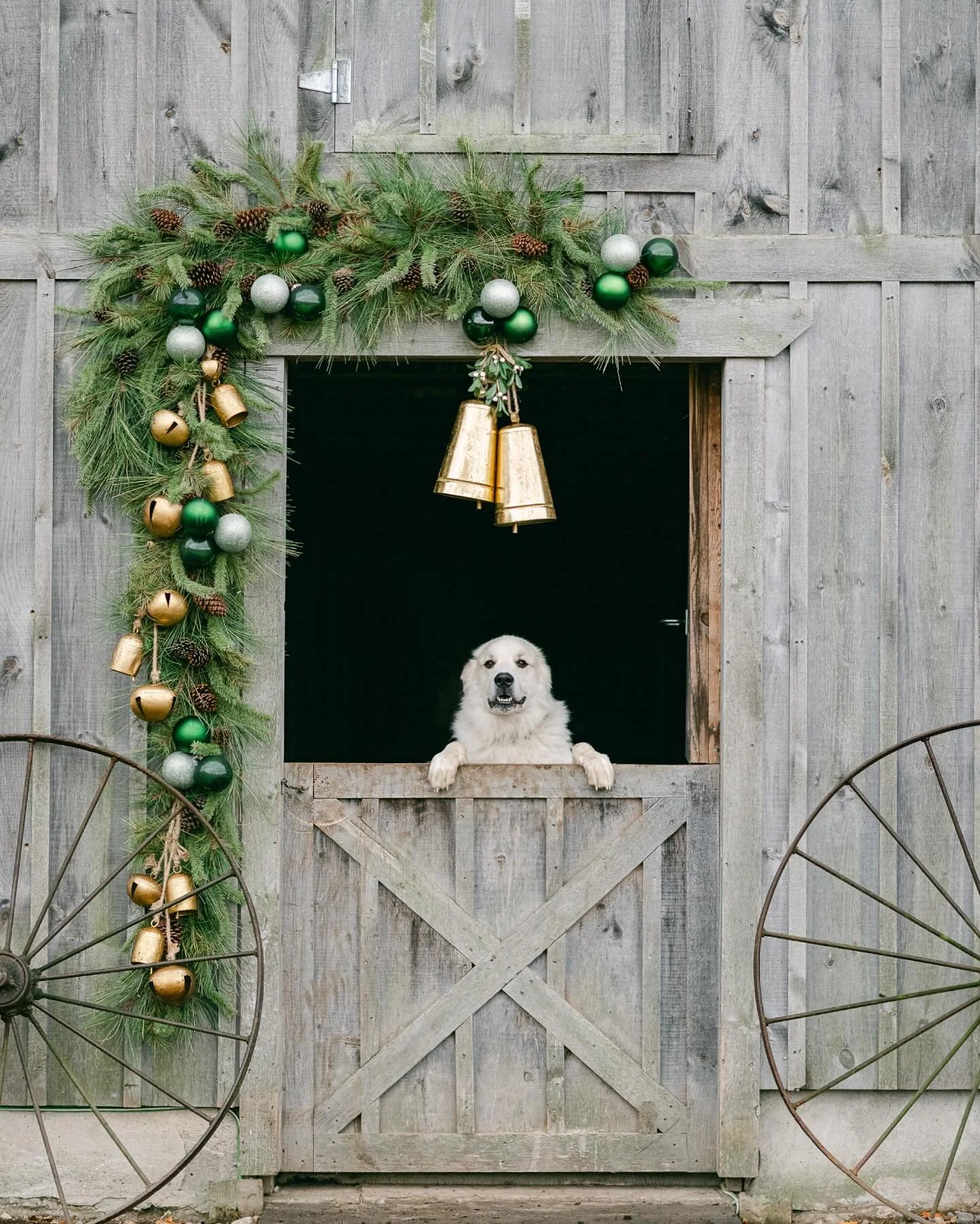 Happy November 1st - let&rsquo;s do this, it&rsquo;s go time! So excited to kick off a jam packed month full of holiday minis!🌲

#SeasonsGreetings #HolidayTime #HolidayPhotos #HolidayMiniSessions #BurlON #BurlingtonFamilyPhotographer #FamilyPhotogra