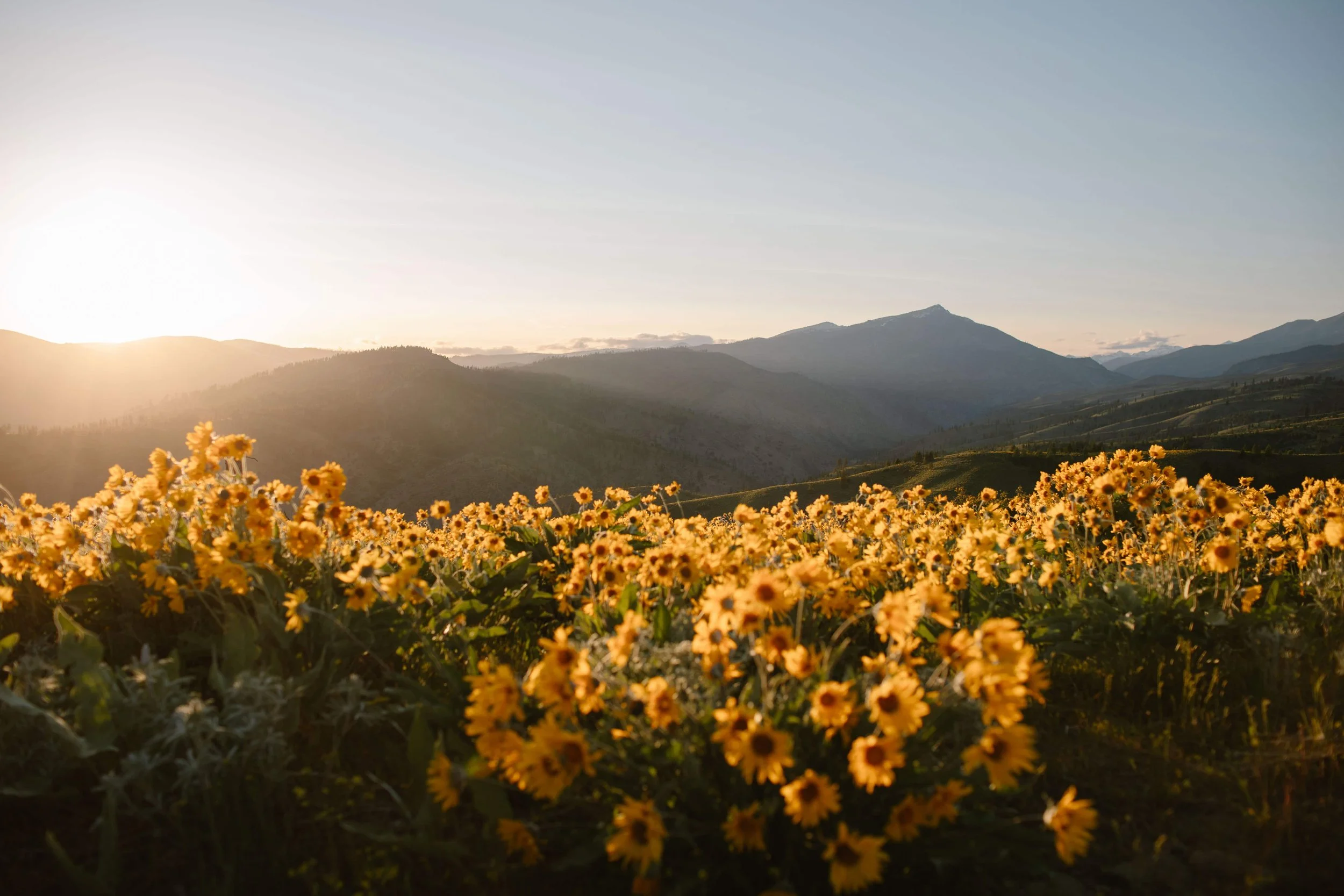 Leavenworth balsam root in spring