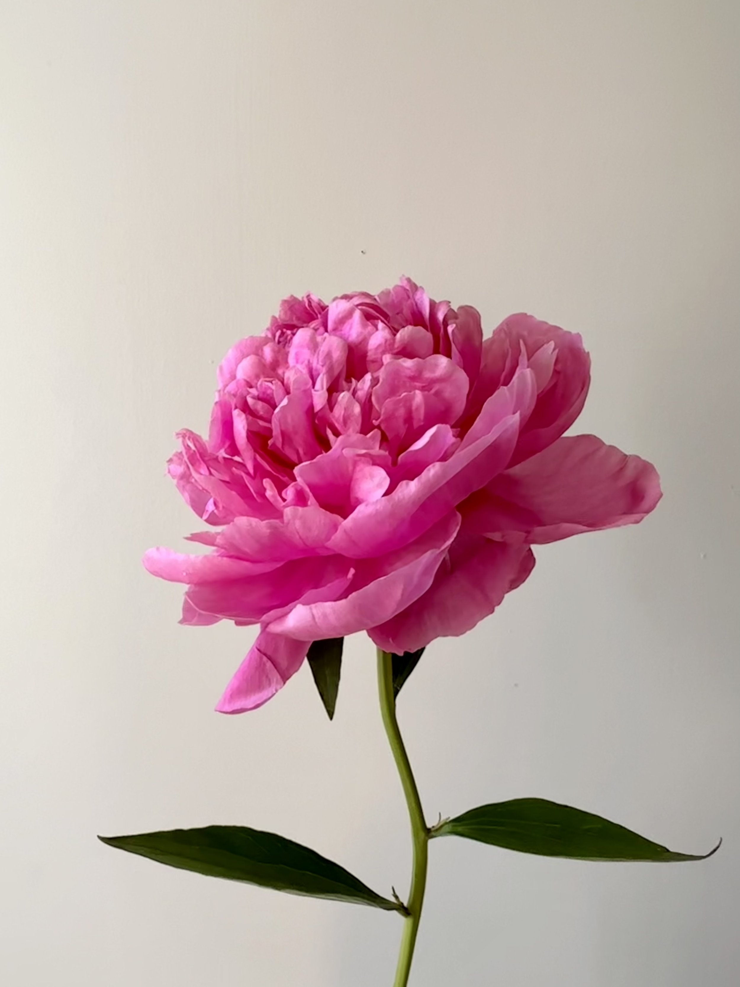 1306F0B7-FFFC-4BC9-9C46-60393A039076.jpeg