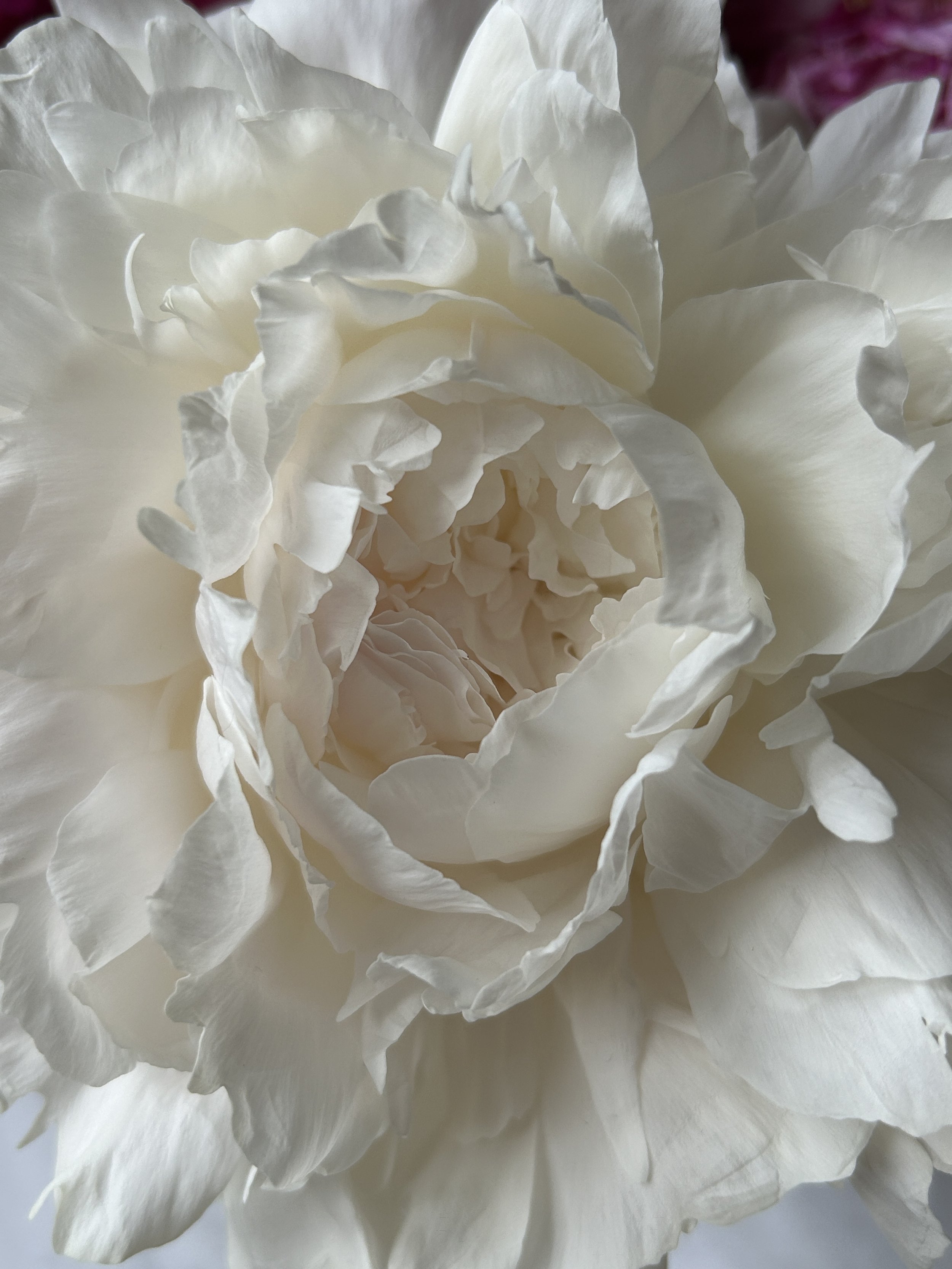 IMG_1472.jpeg