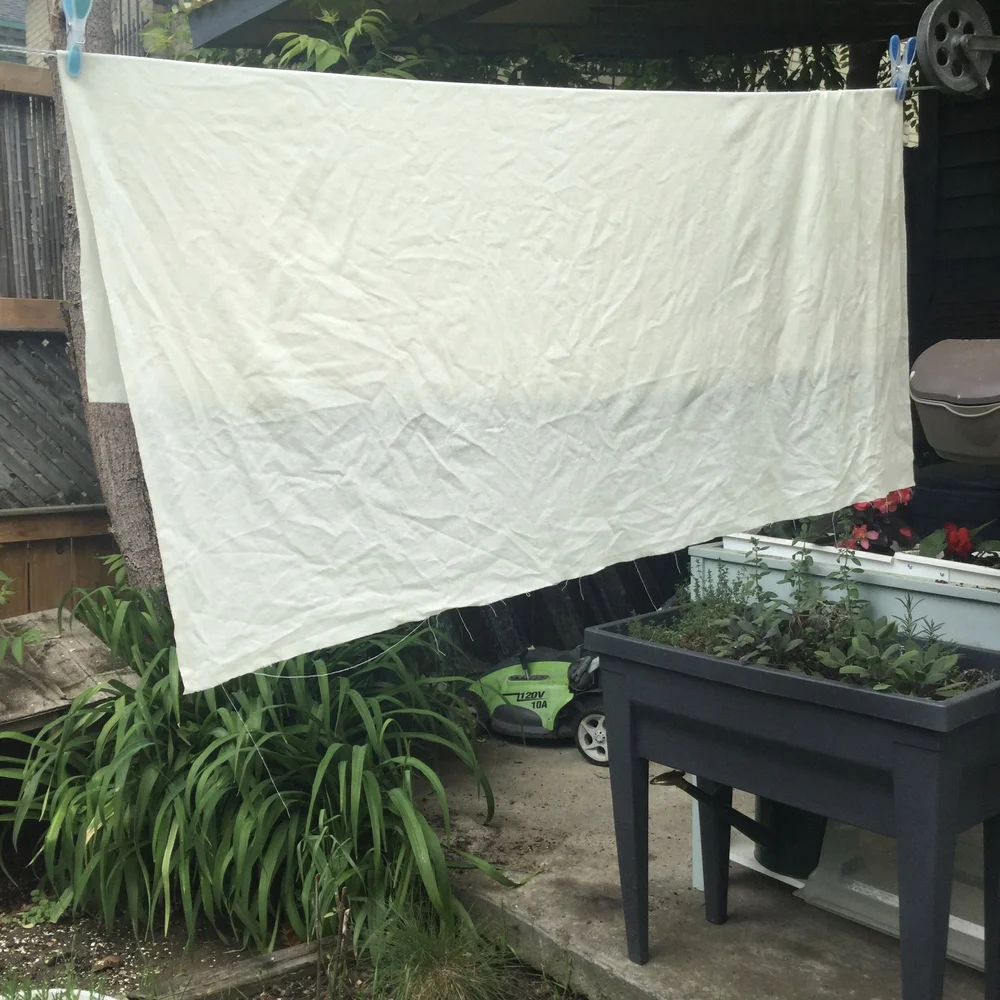 Drying the mordanted silk.