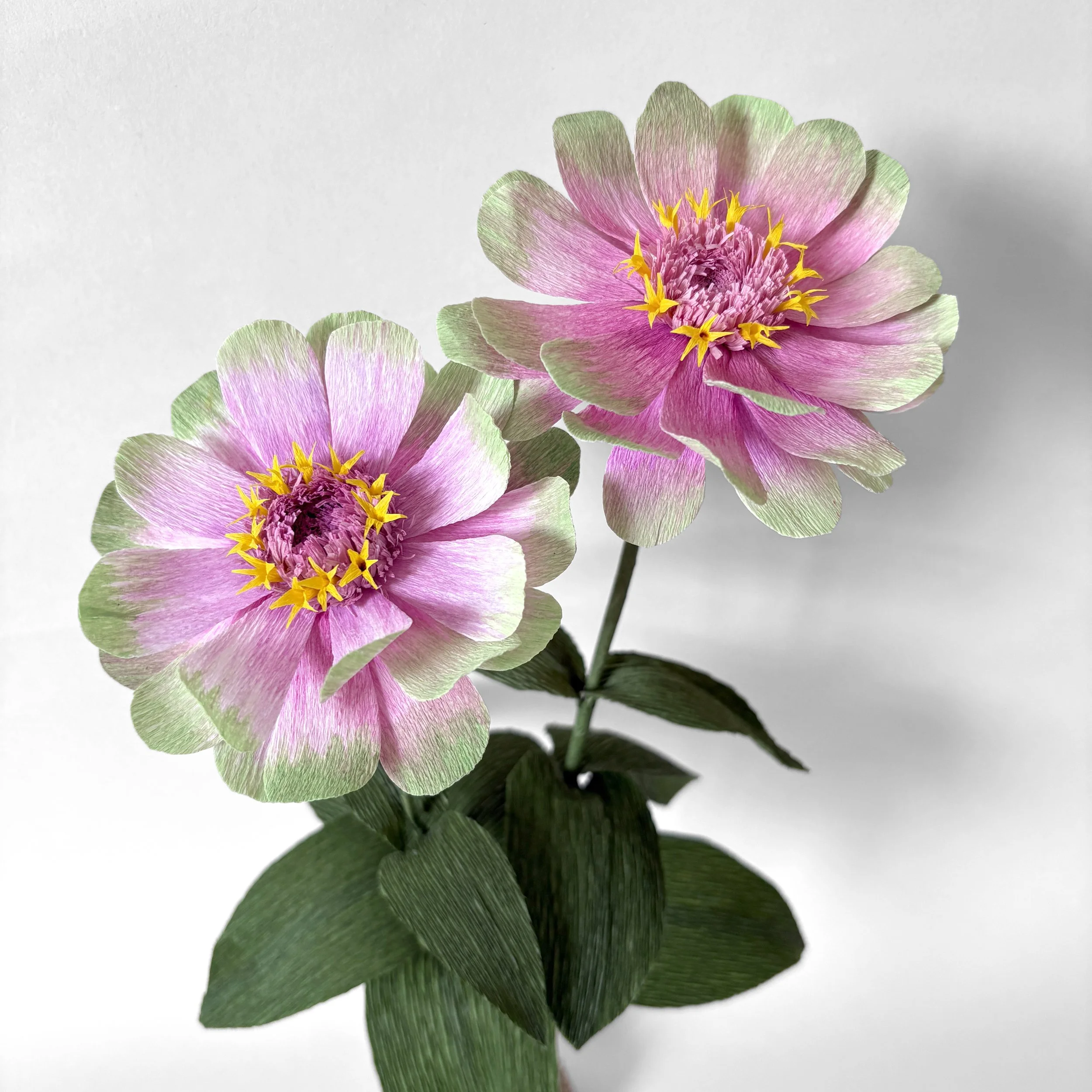 Zinnia Sq.jpg