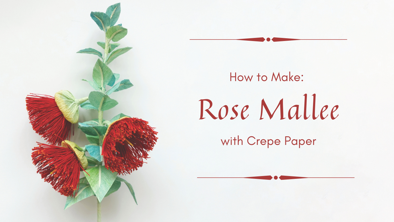 EUCALYPTUS - ROSE MALLEE