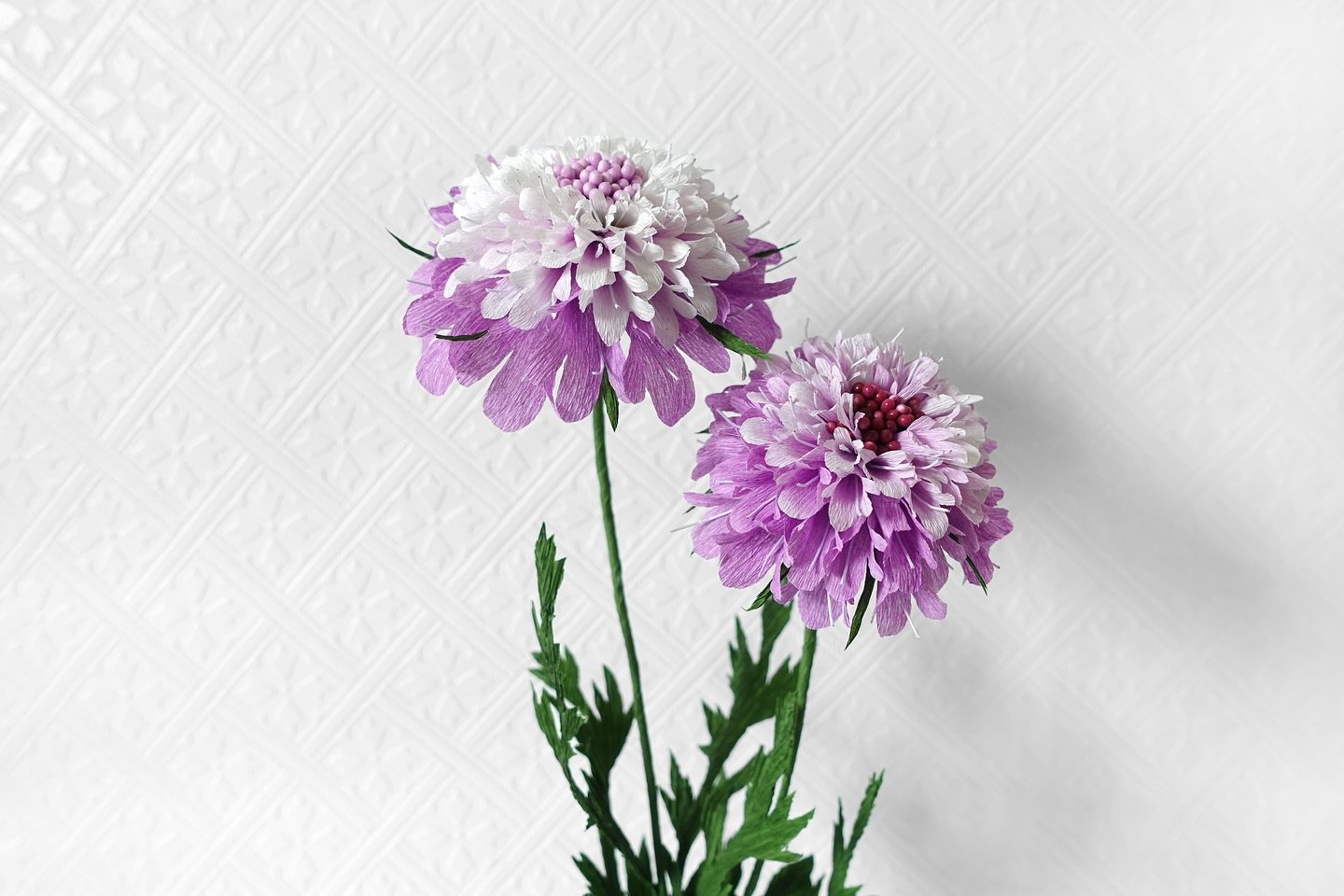 In the language of flowers,&nbsp;Scabious in darker colour&nbsp;is symbolic of unfortunate love, represent death or widowhood. However a lighter coloured flower represent pure love. You might want to think twice before adding it to your wedding bouqu