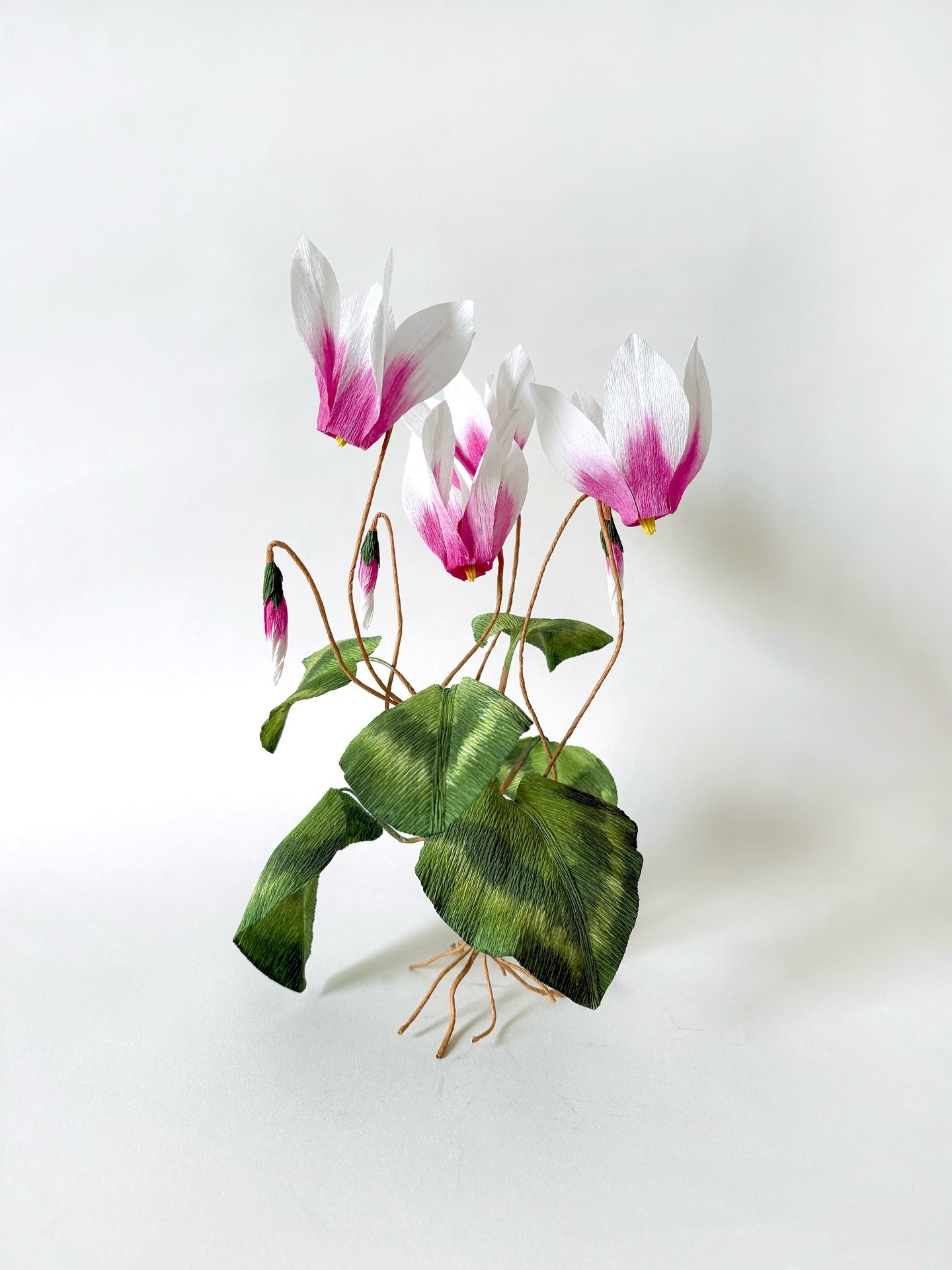 Today we are going to make Cyclamen, we always have a pot in the house in the winter season. We are still waiting for last year&rsquo;s Cyclamen to come back 😊
.
If you are interested, our tutorial is already on our YouTube channel&nbsp;@campbellwor