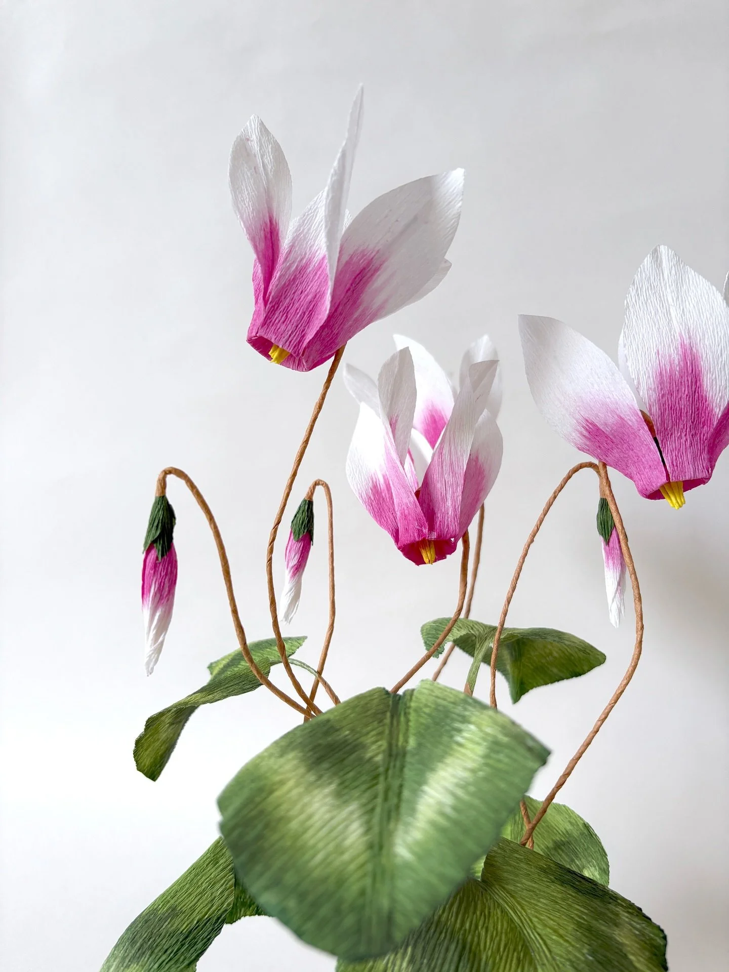 Do you know they are also called &ldquo;sowbread,&rdquo; as it fed to pigs&nbsp;to enhance the flavour of pork, but they are toxic to our fluffy animals! 😮
.
If you are interested, our tutorial is already on our YouTube channel&nbsp;@campbellworksho