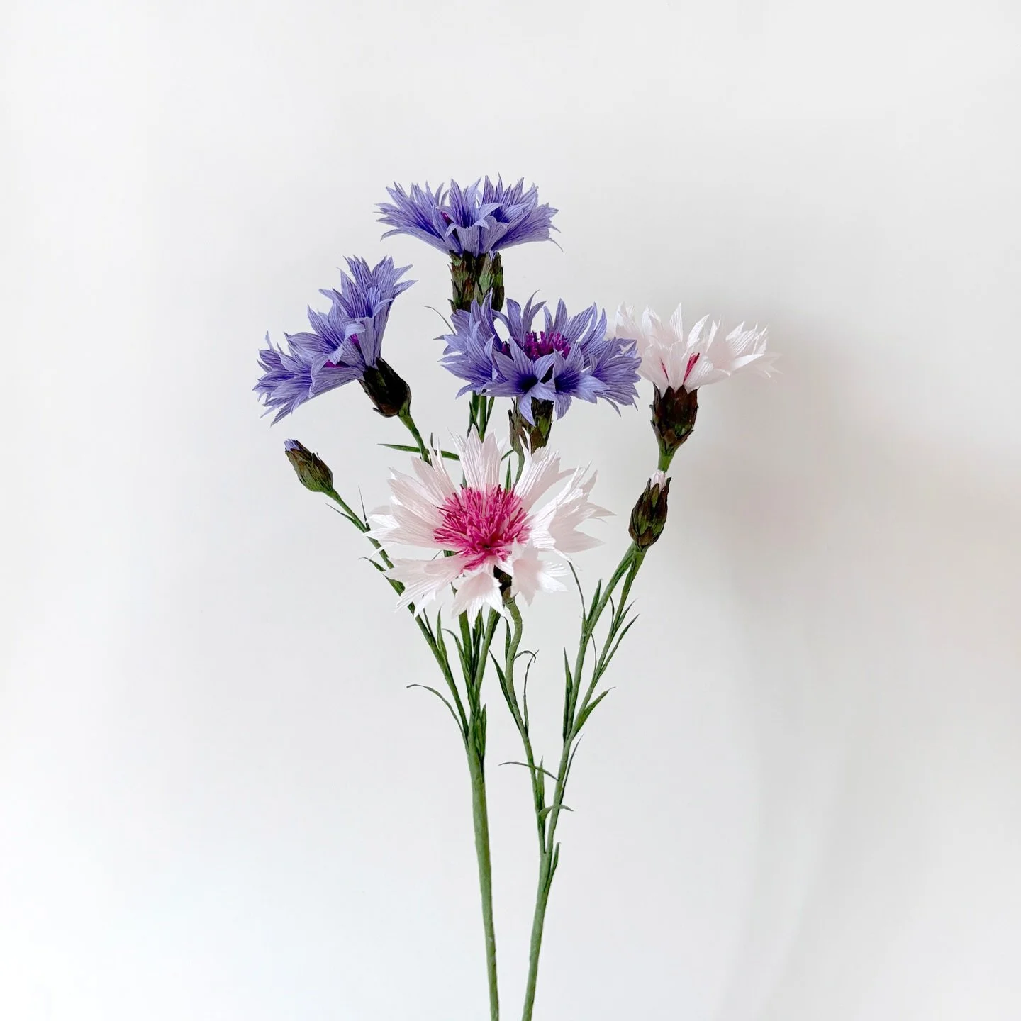 Today we are going to make Corn Flower. We are going to make them in 2 different colours. Corn flower&rsquo;s name is come from the fact that they used to grew as a weed in corn, wheat, barley or oat field, so they are not flowers of corn. 😊
.
If yo