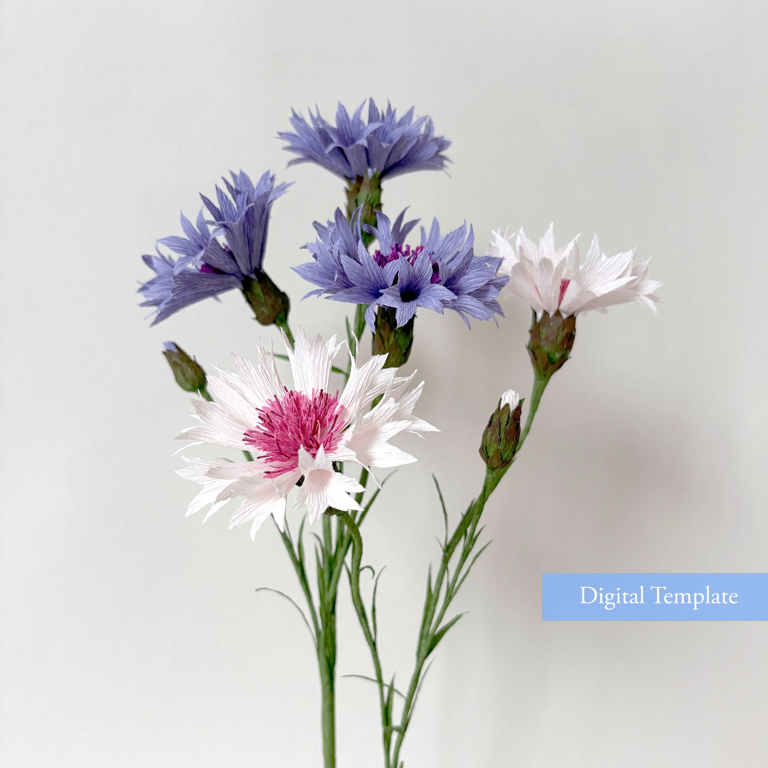 cornflower digital template copy.jpg