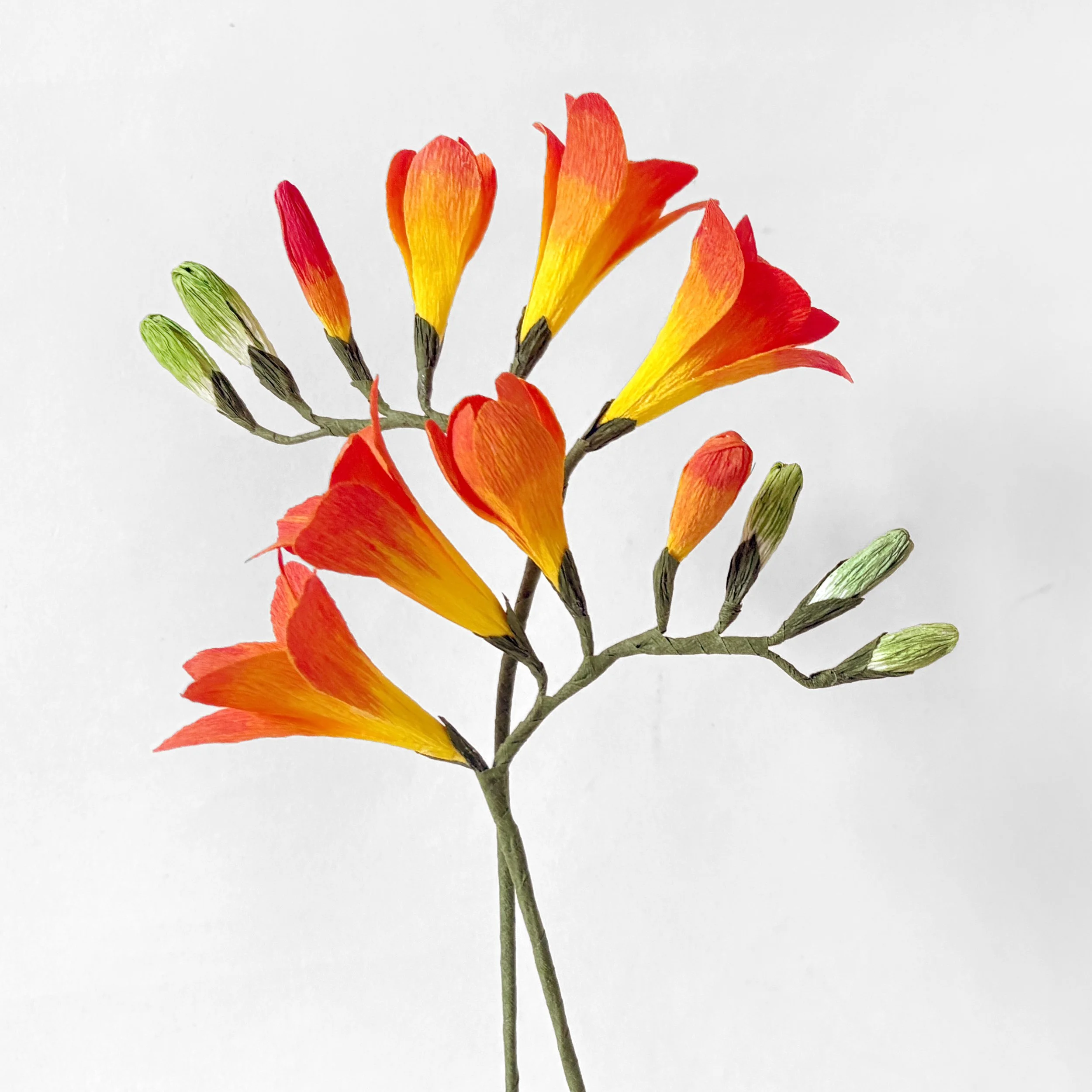 A close-up of orange and yellow flowers on a stem against a plain white background.