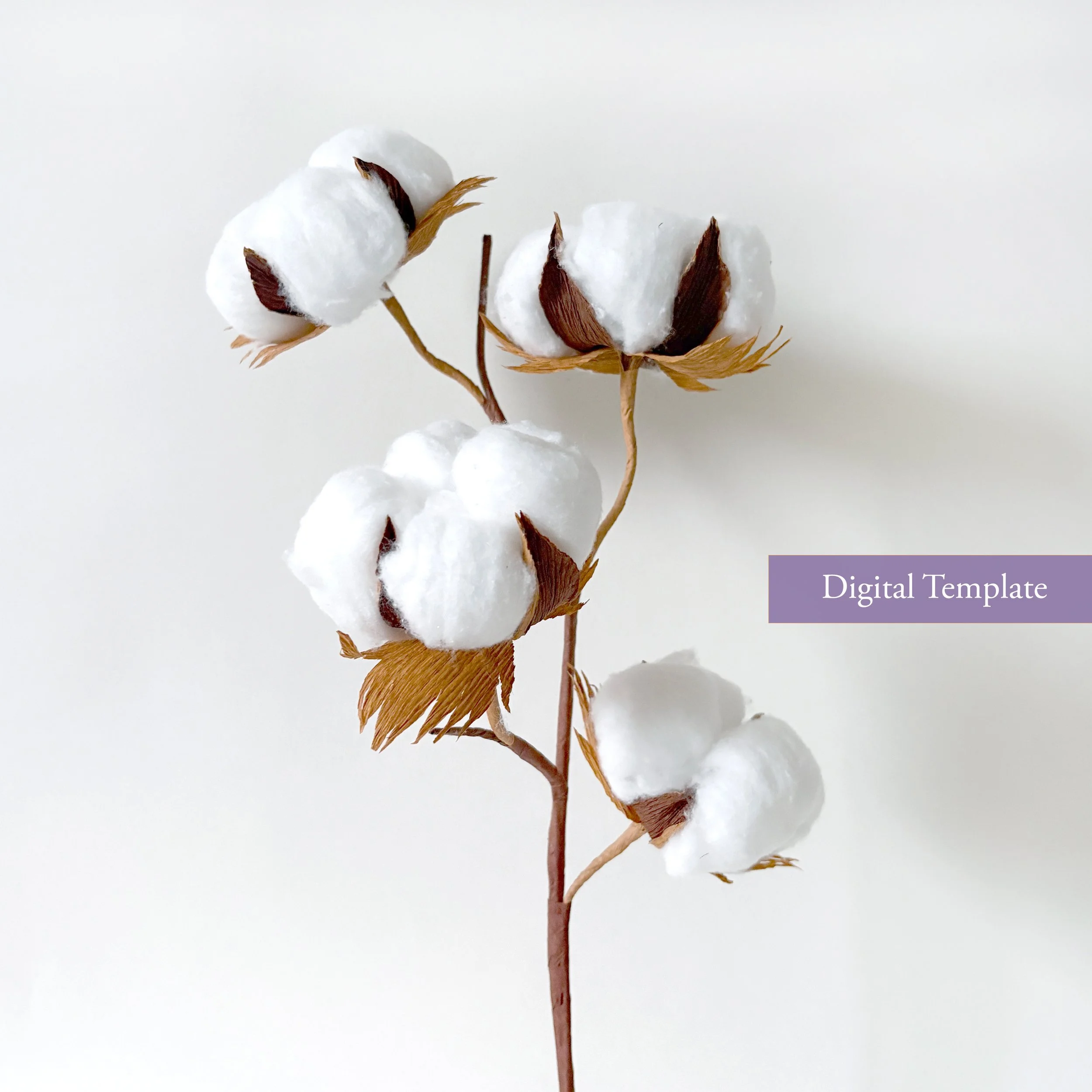 cotton.jpg