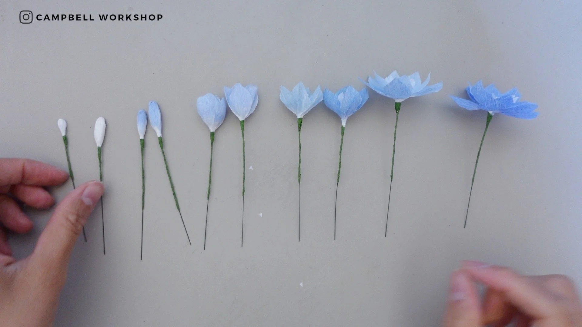 delphinium 5.jpg