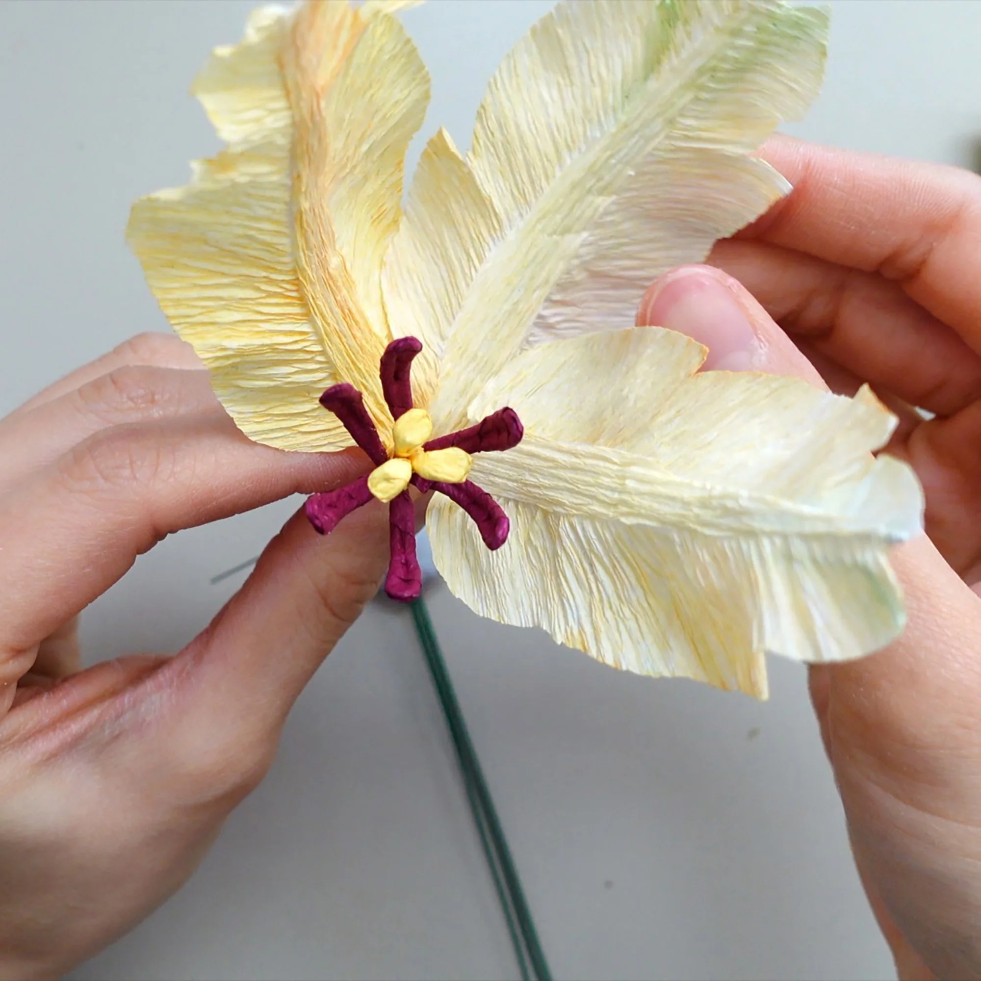 parrot tulip3.jpg