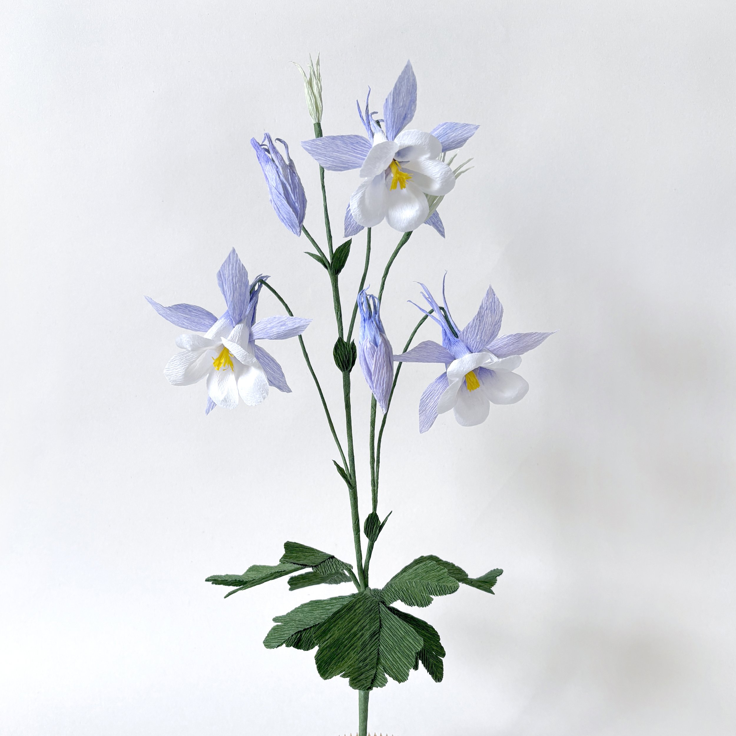 square columbine.jpg
