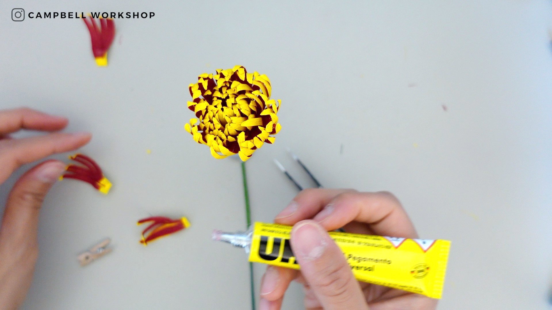 chrysanthemum 25 4.jpg