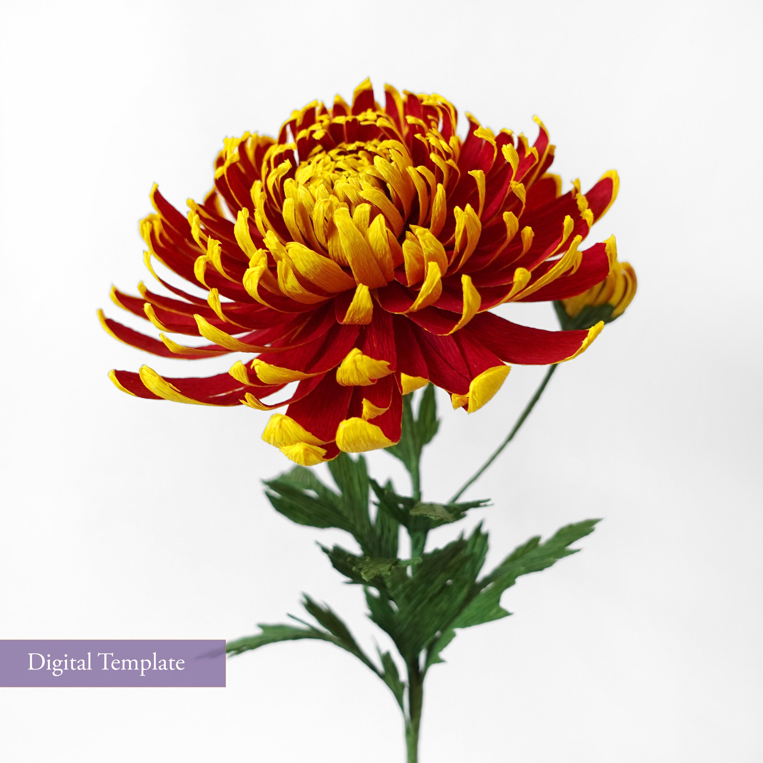 chrysanthemum 25.jpg