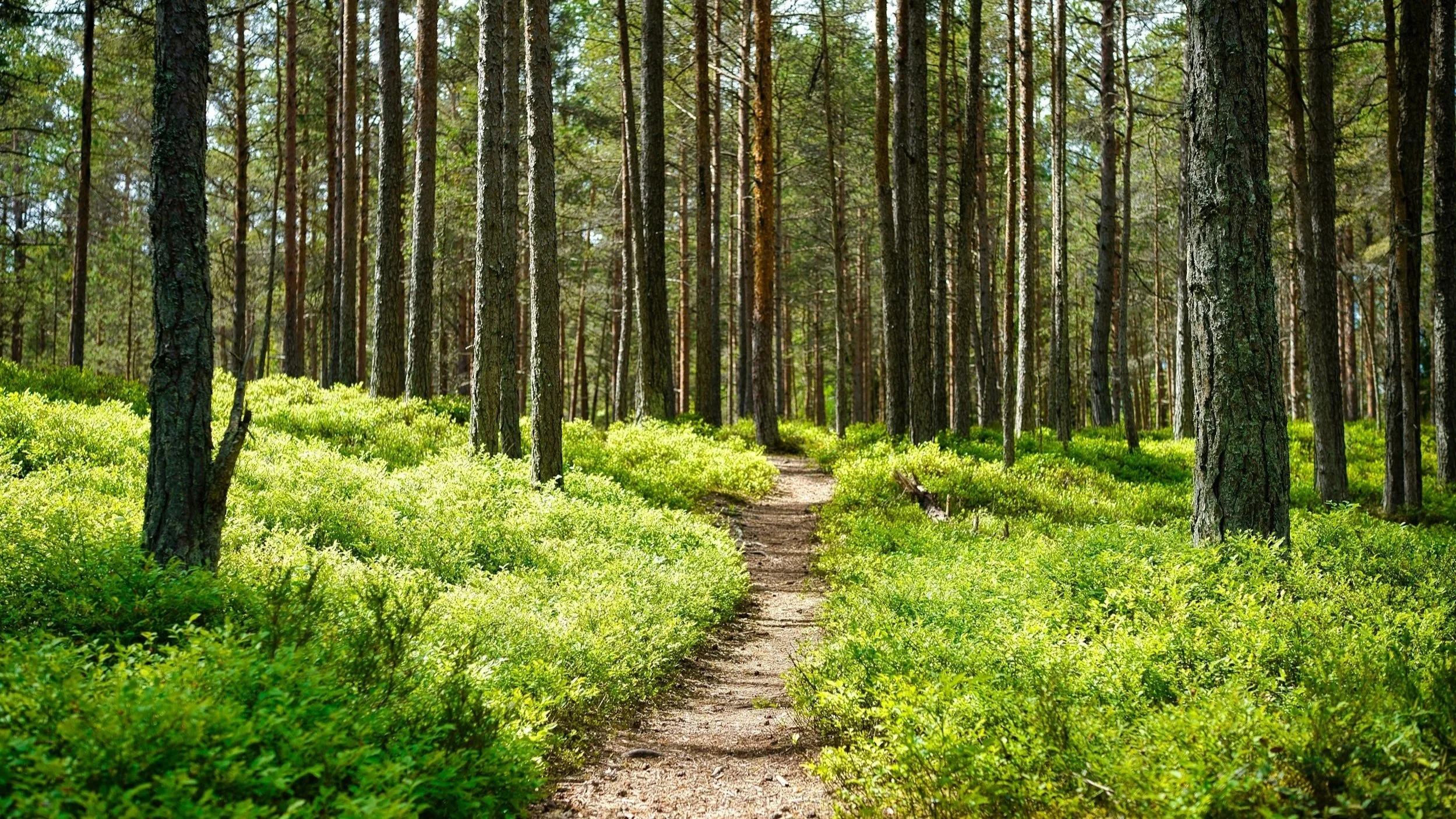 Path in the woods to represent the journey of deconstructing religious beliefs