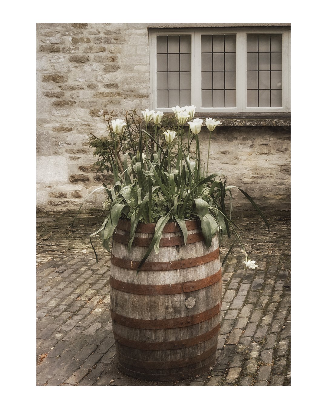 ~
.
.
A Barrel of Tulips
.
.
#spring #tulips